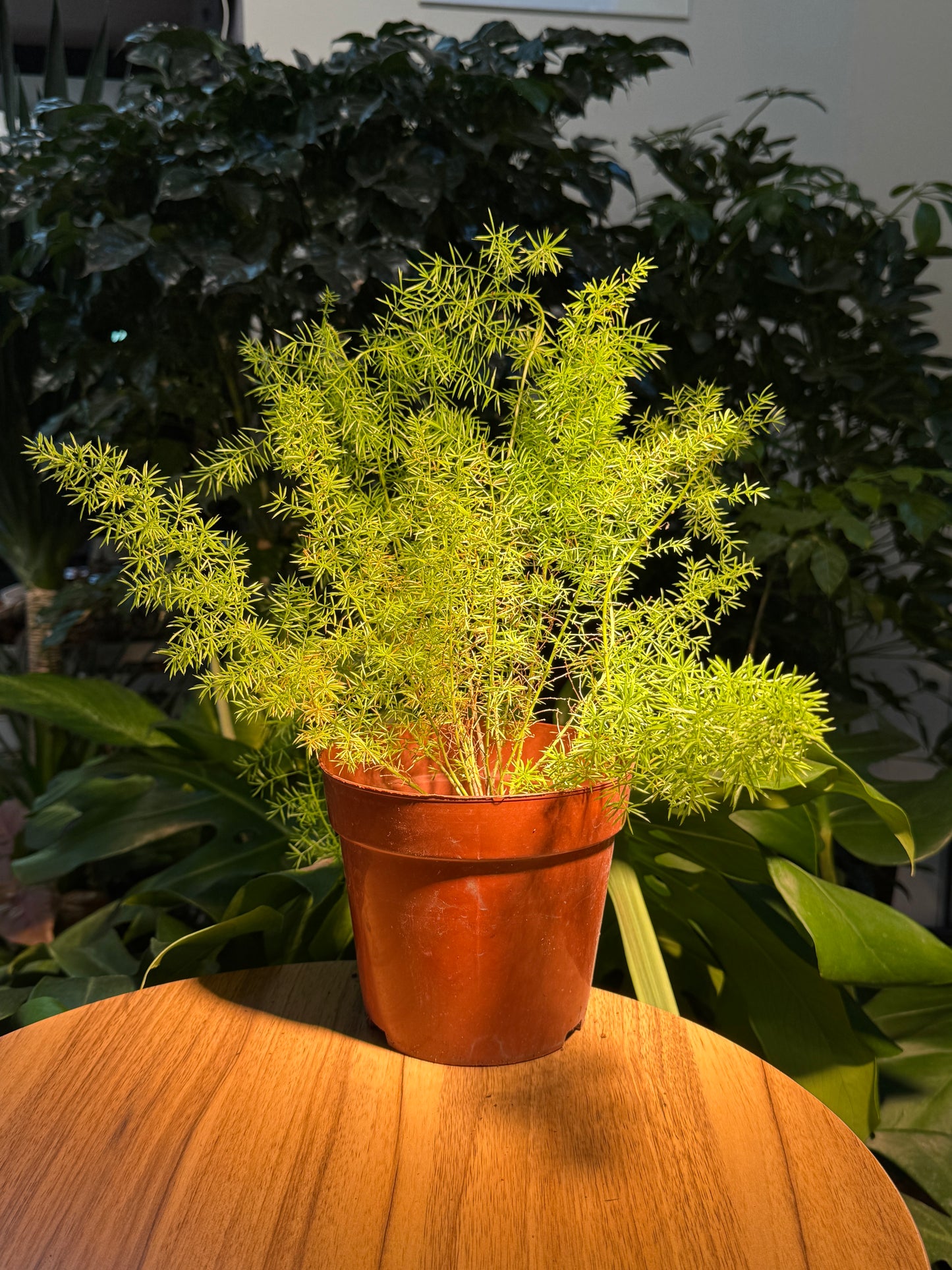 Sprenger's asparagus in Plastic Pot