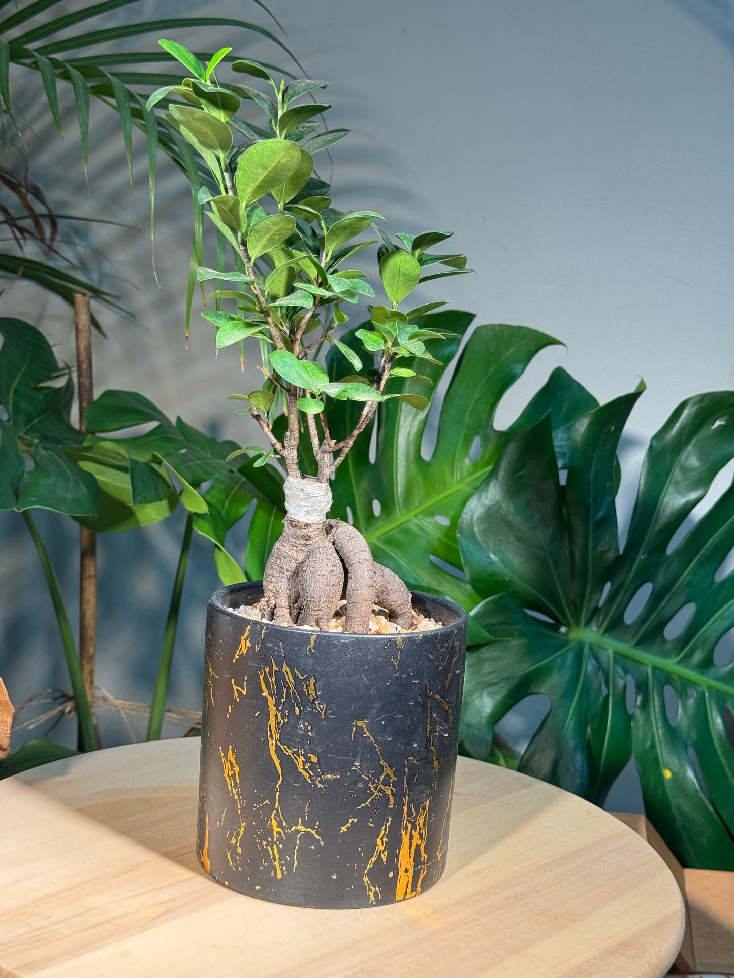Fortune Ficus Bonsai in Black Pot