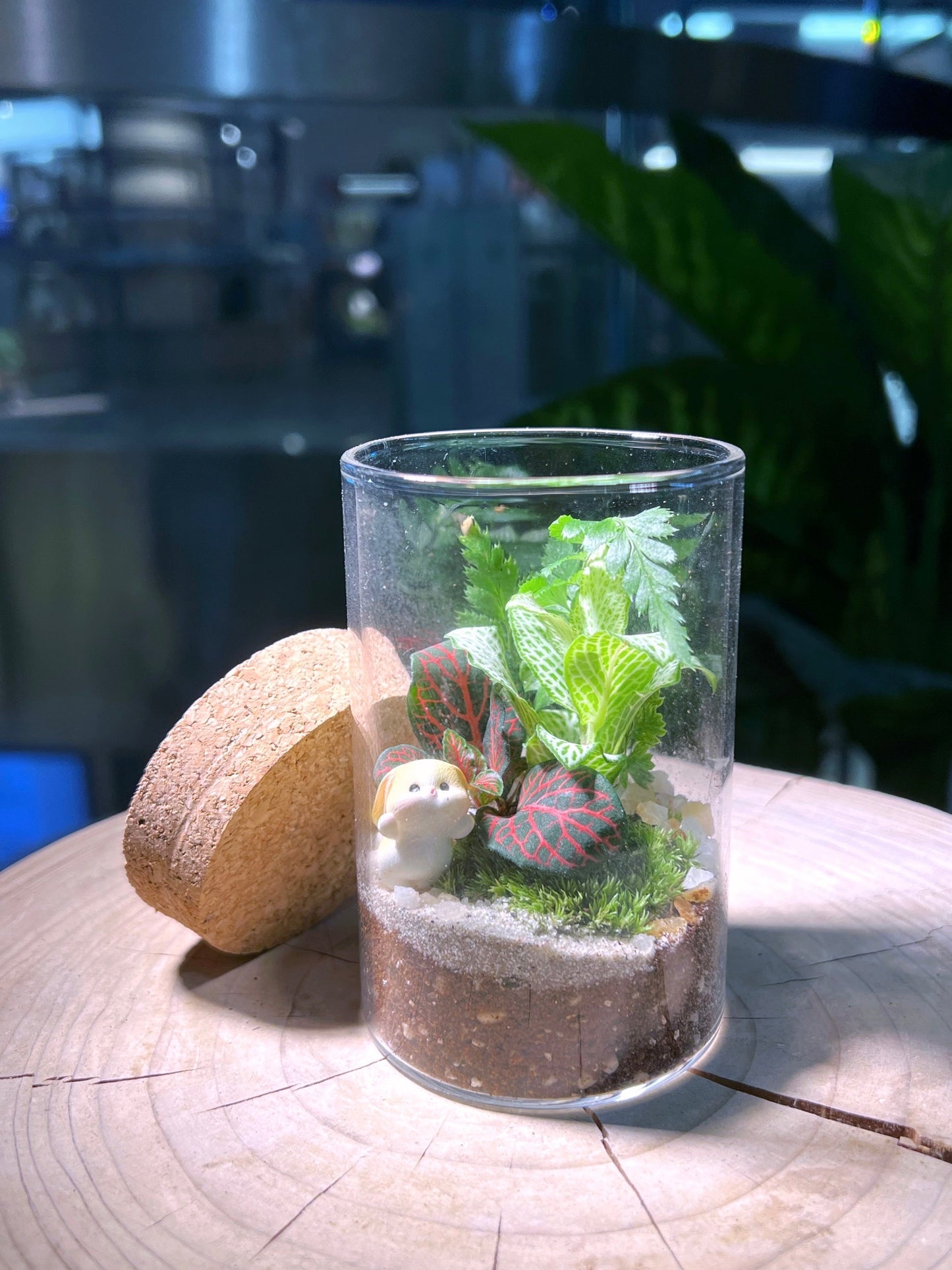 Fittonia & Fern with Moss Arrangement in Tall Cylindrical Glass (L)