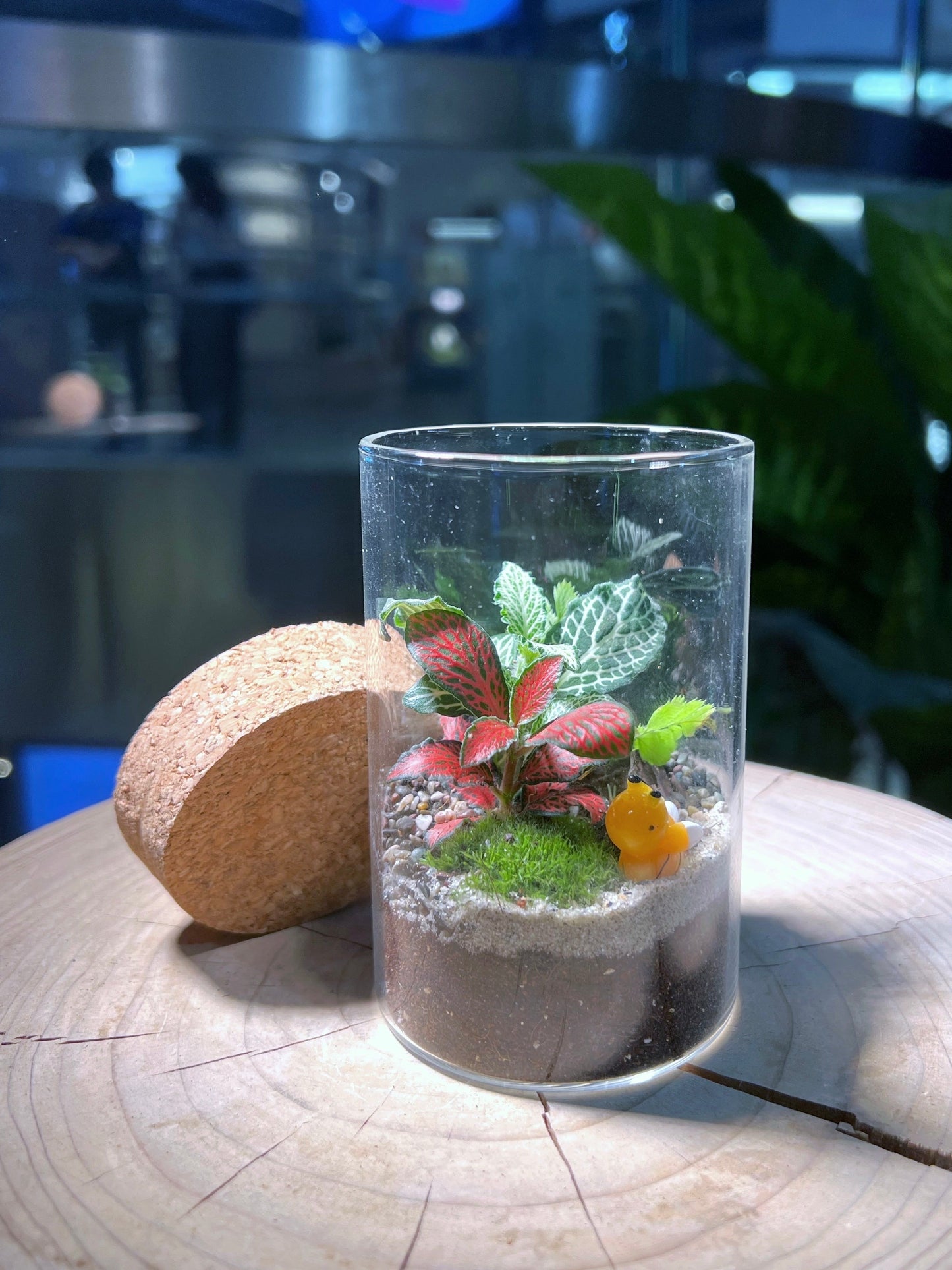 Fittonia & Fern with Moss Arrangement in Tall Cylindrical Glass (L)