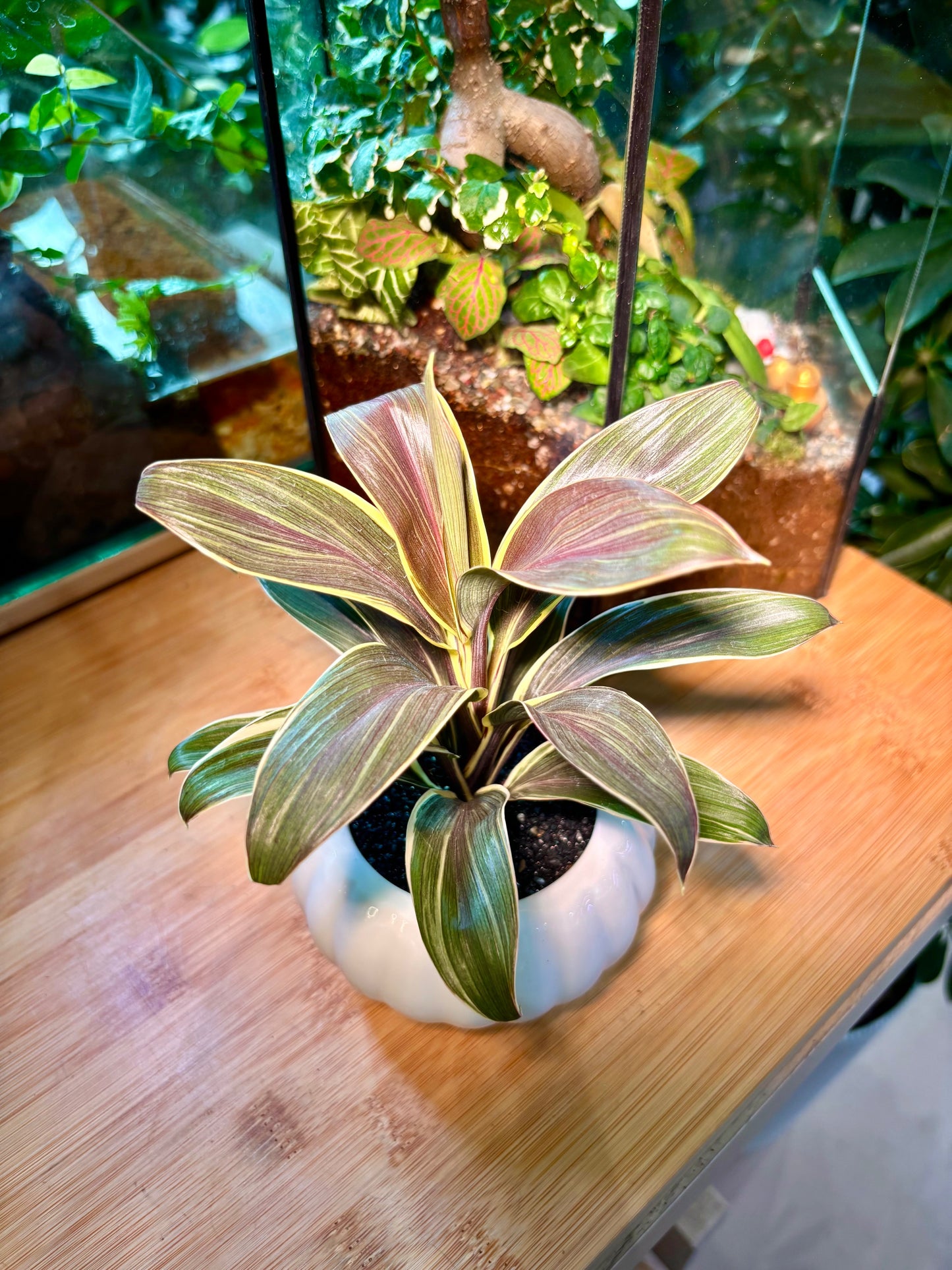 Cordyline in White Pumpkin Ceramic Pot