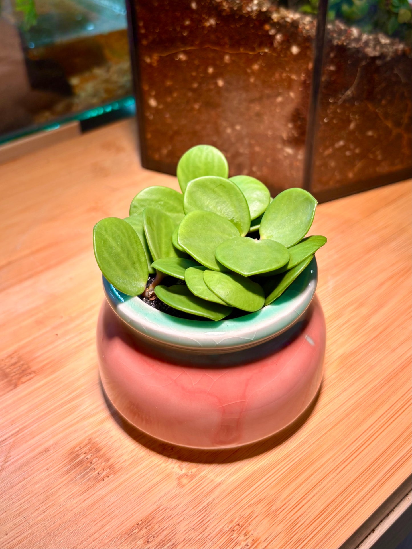 Peperomia Pecuniifolia in Blushy Peach Pot π