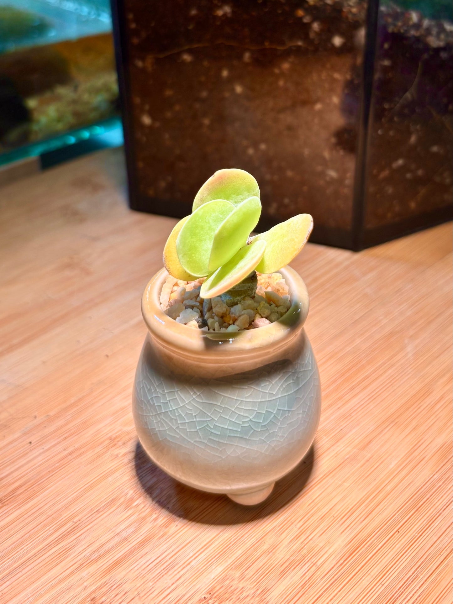 Kalanchoe Thyrsiflora in Tiny Pot