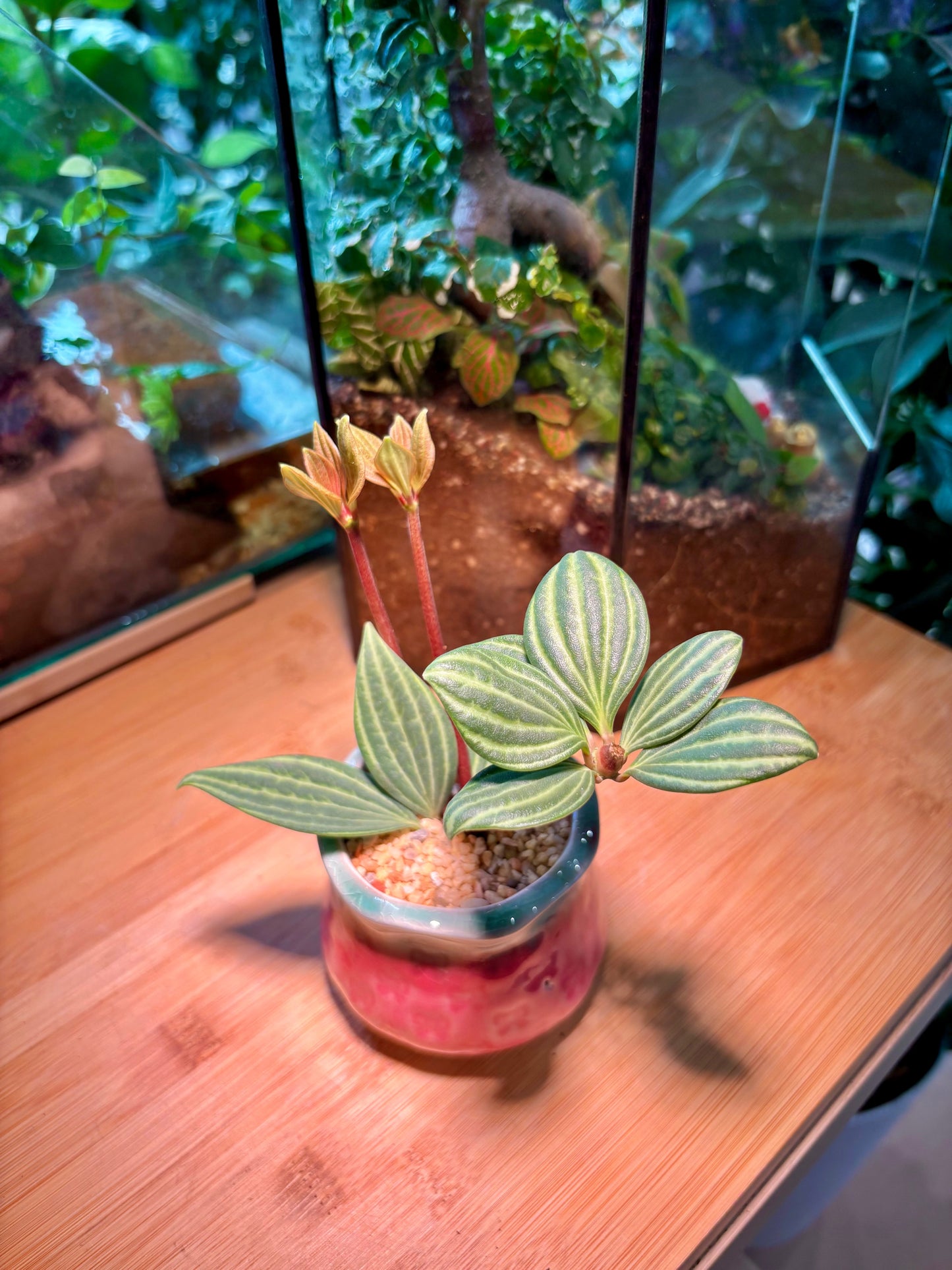Peperomia Tetragona in Ribben Pink Pot 🎀