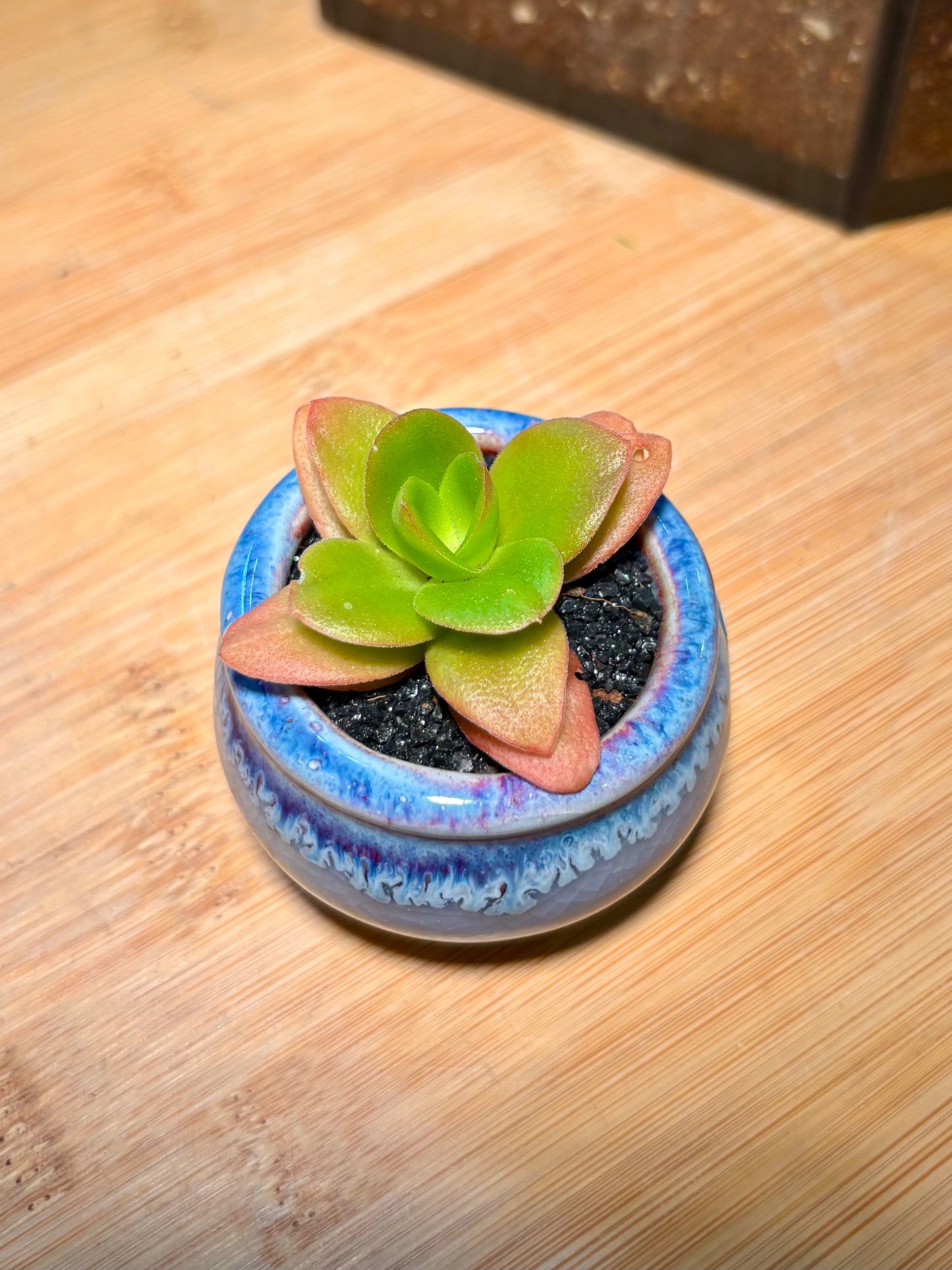 Crassula Capitella in Blue Sea Pot π