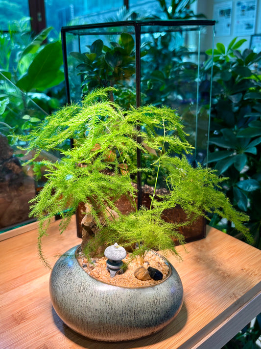 Asparagus Setaceus in Cozy Ceramic Pot 🪨