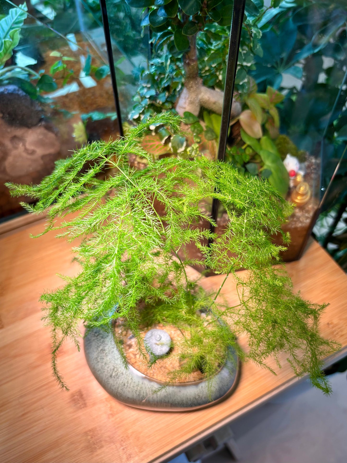 Asparagus Setaceus in Cozy Ceramic Pot 🪨