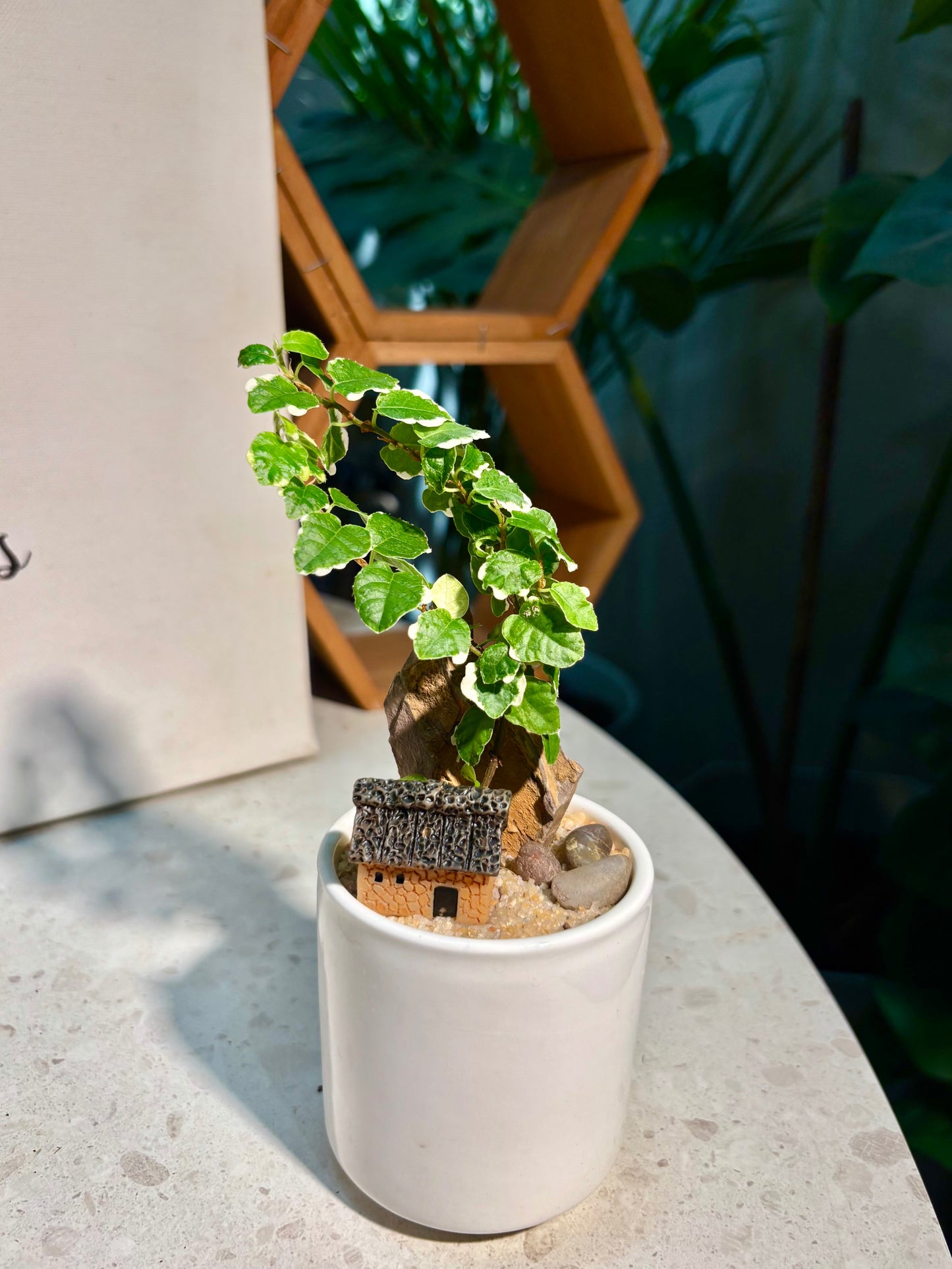 Ficus Pumila in Mini House White Pot 🏠
