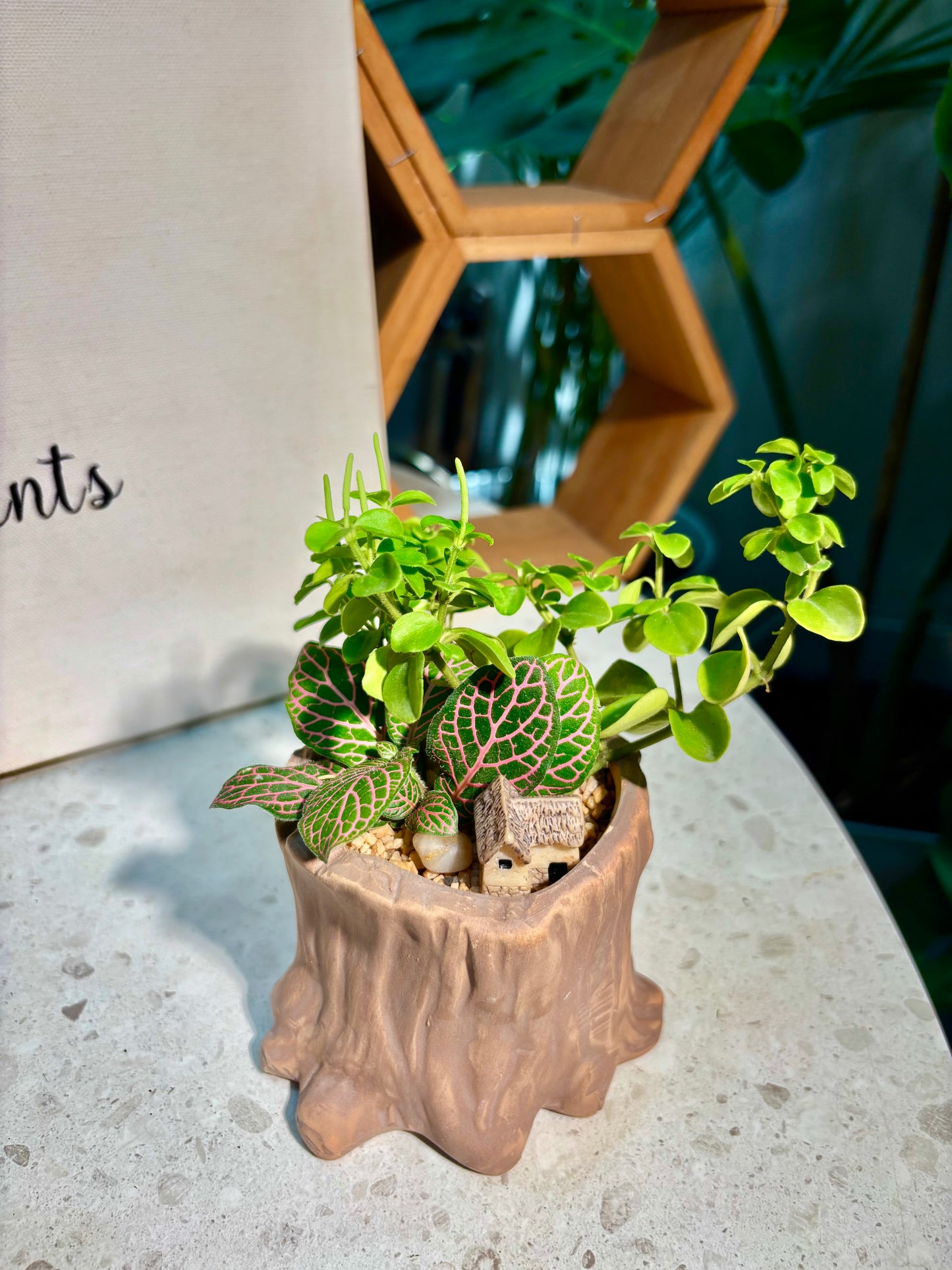 Fittonia & Peperomia Rotundifolia in Tree Trunk Pot 🪵
