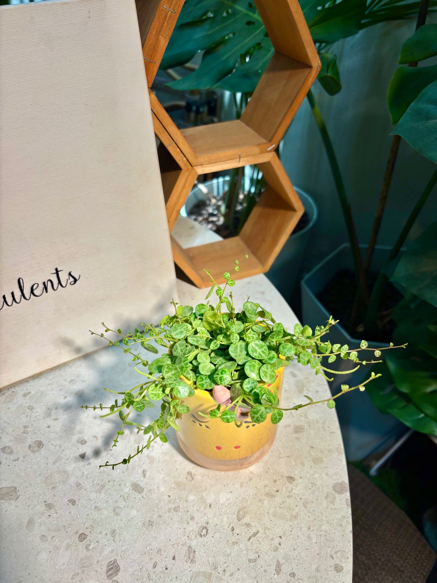 Peperomia Prostrata in Shy Cat Pot π½