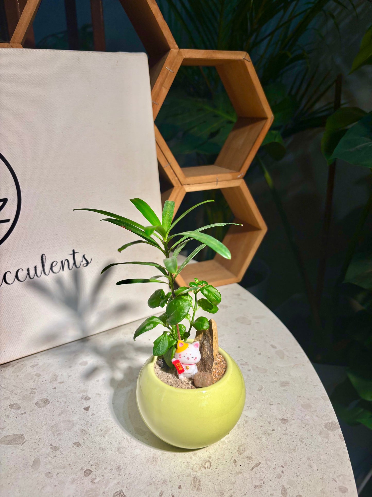 Podocarpus Seedlings & Coprosma Repens Arrangement in Yellow Pot π