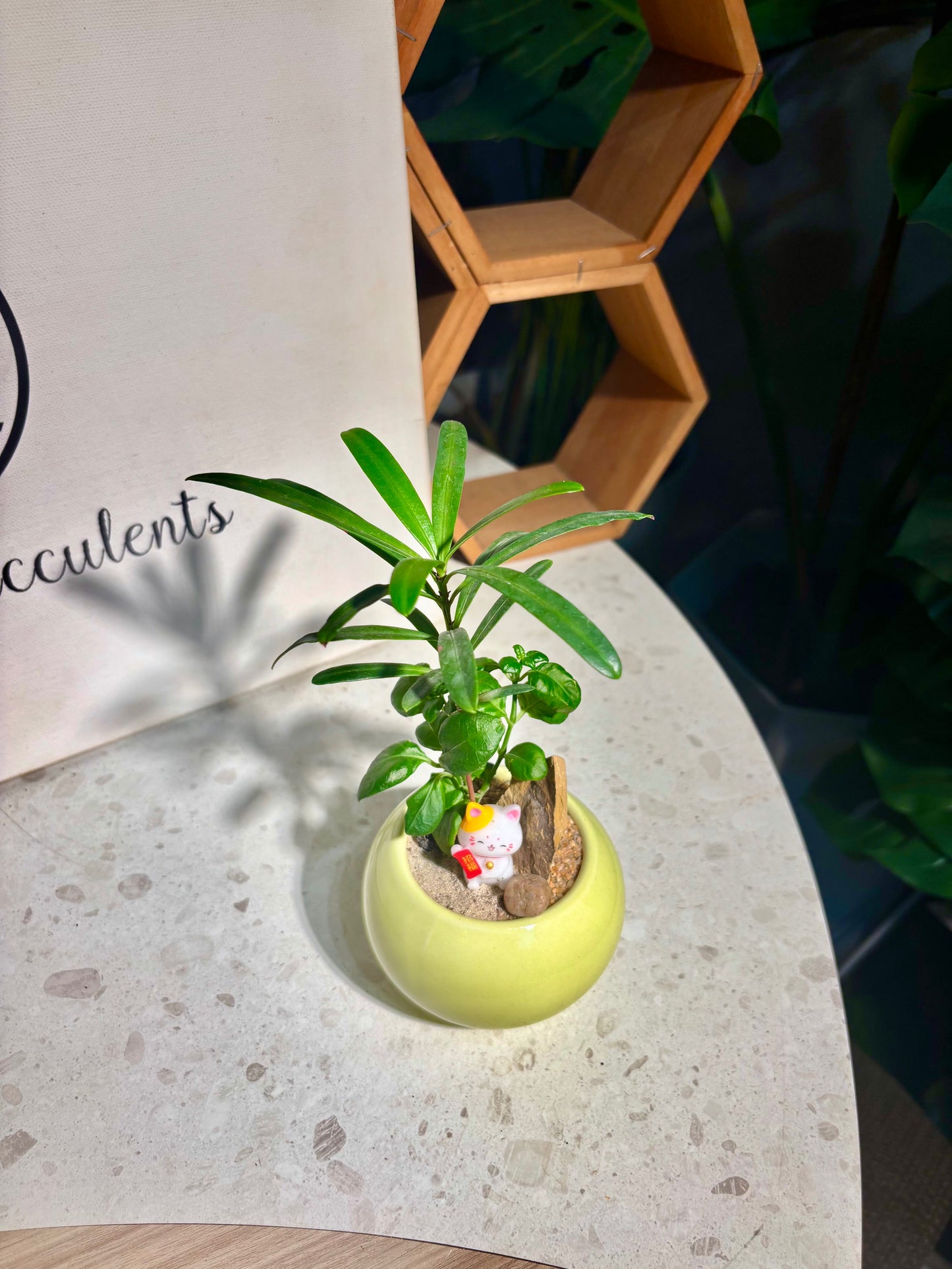 Podocarpus Seedlings & Coprosma Repens Arrangement in Yellow Pot π