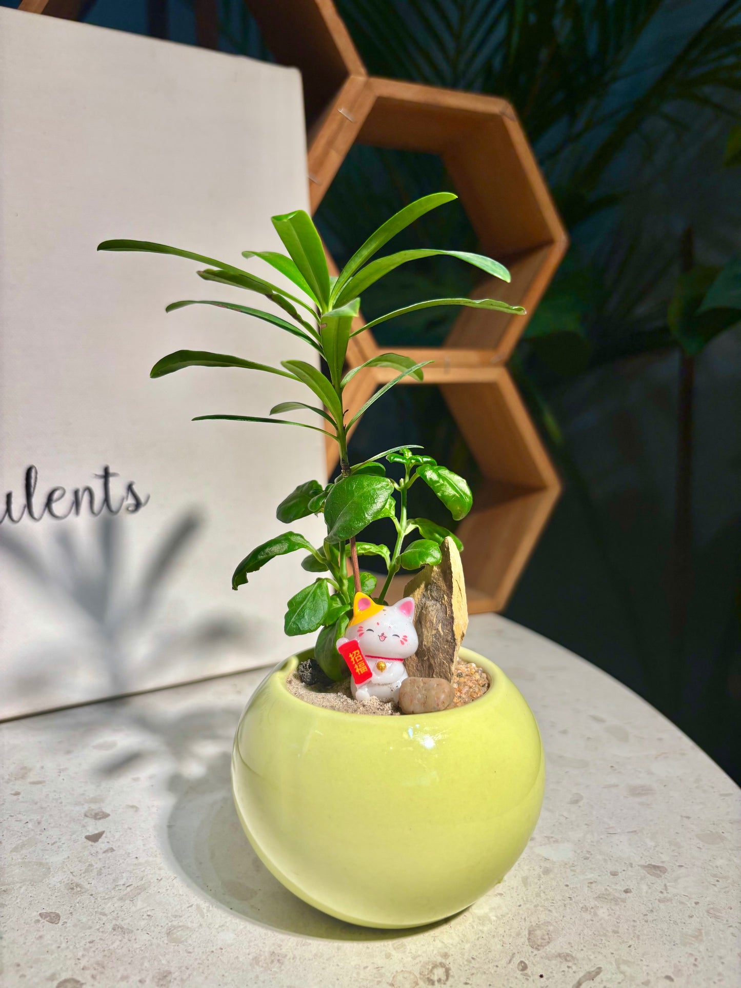 Podocarpus Seedlings & Coprosma Repens Arrangement in Yellow Pot π