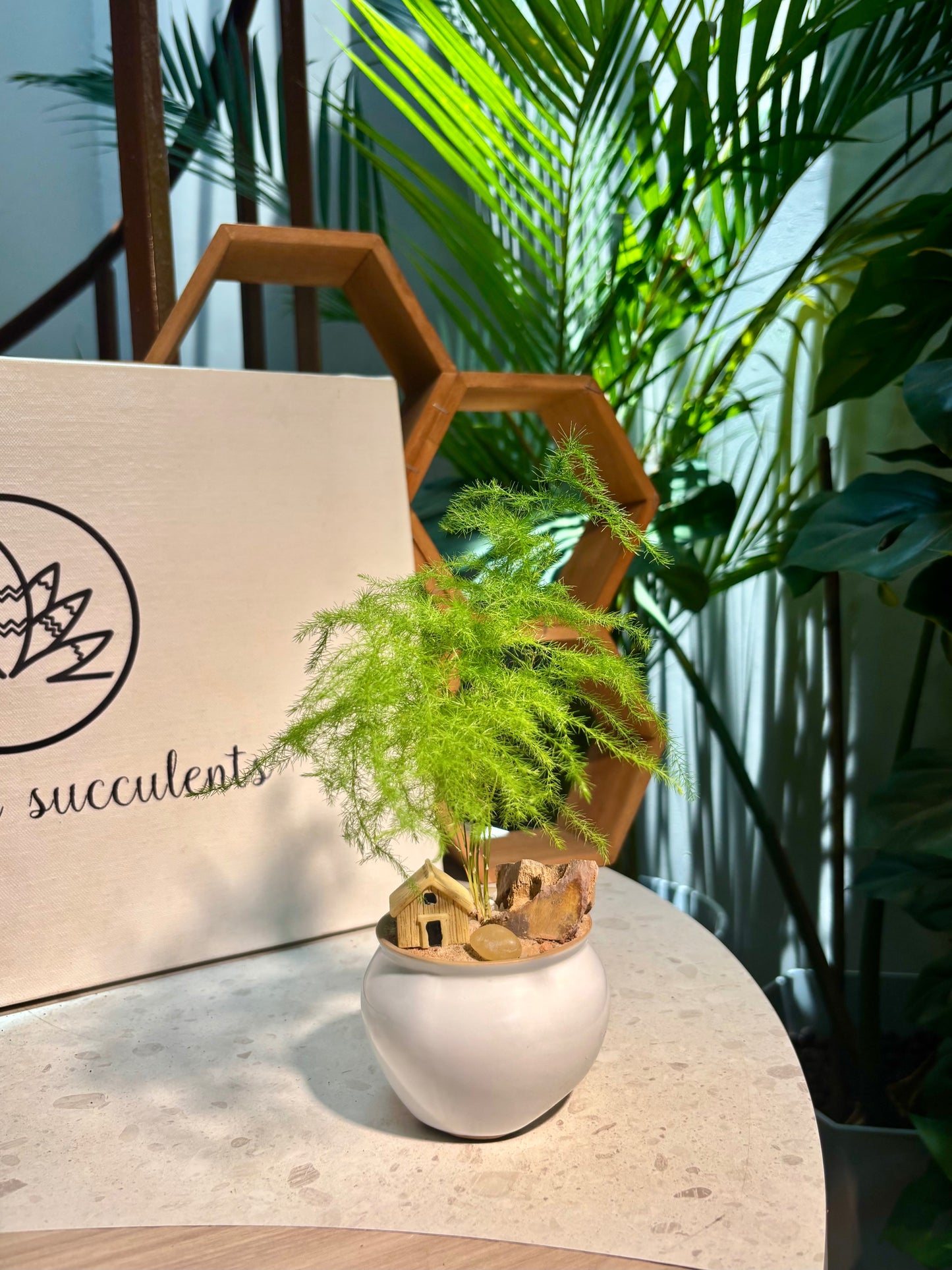 Asparagus Setaceus in White House Pot π