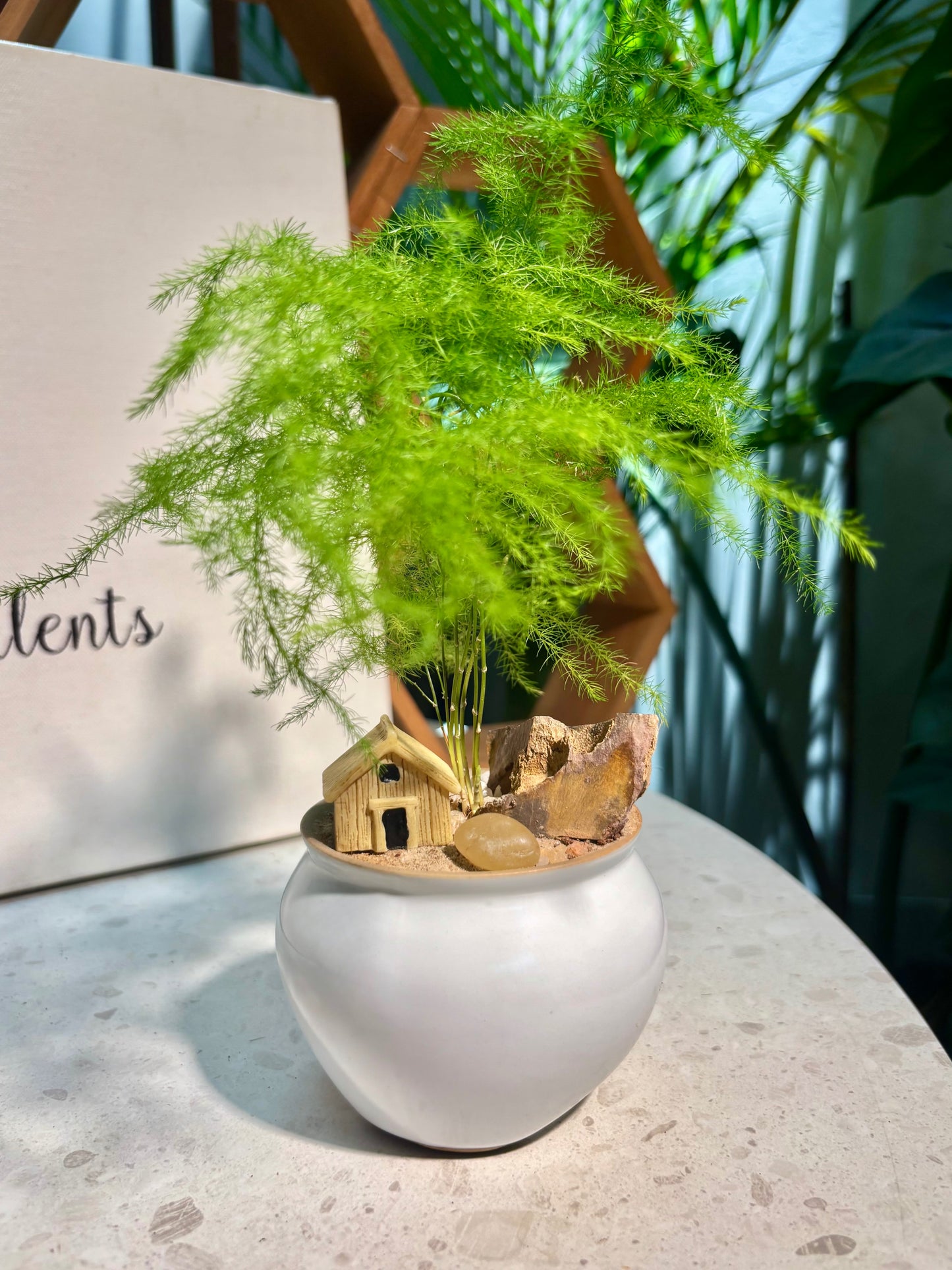 Asparagus Setaceus in White House Pot π