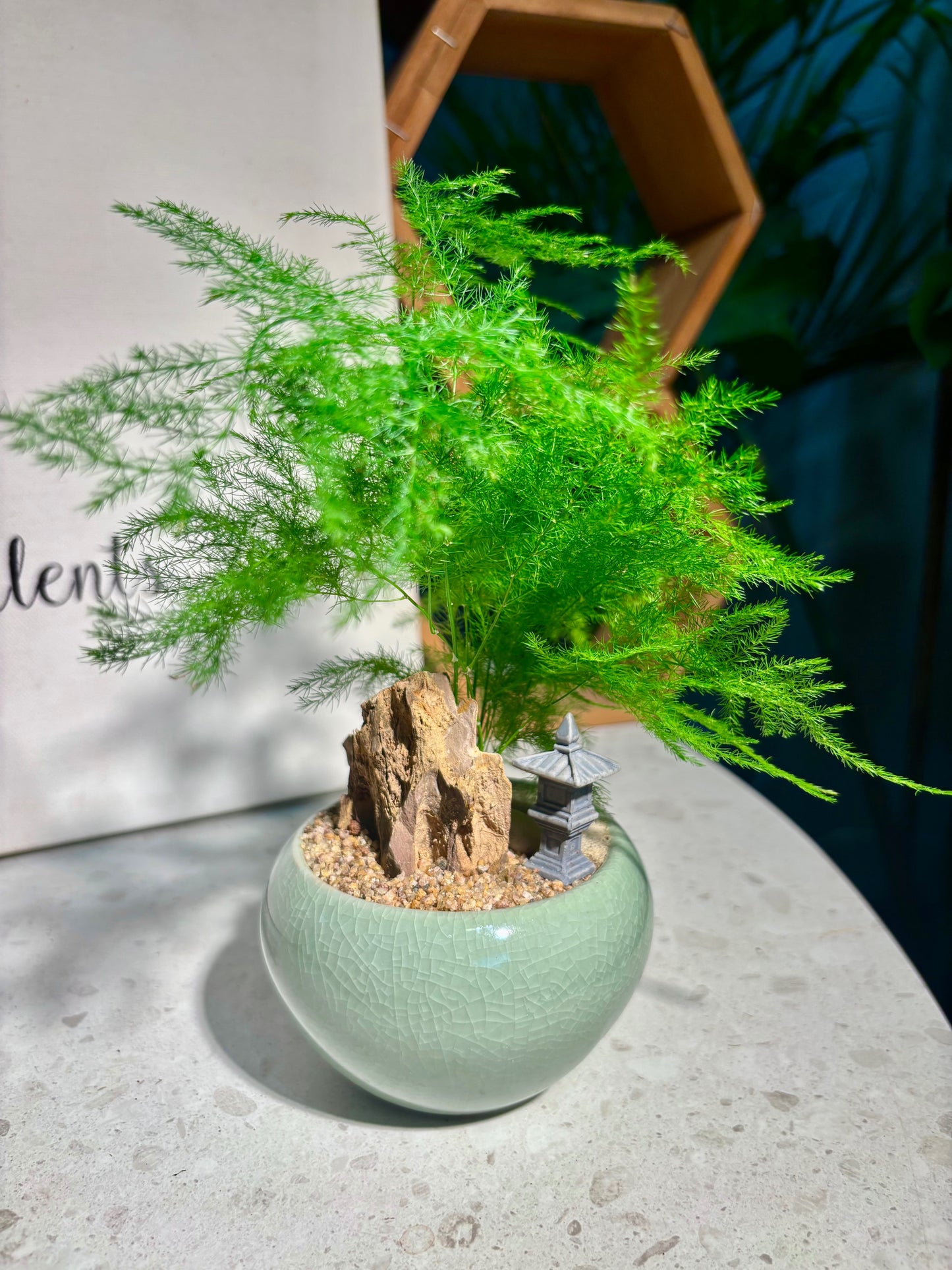 Asparagus Setaceus in Soft Green Pot π