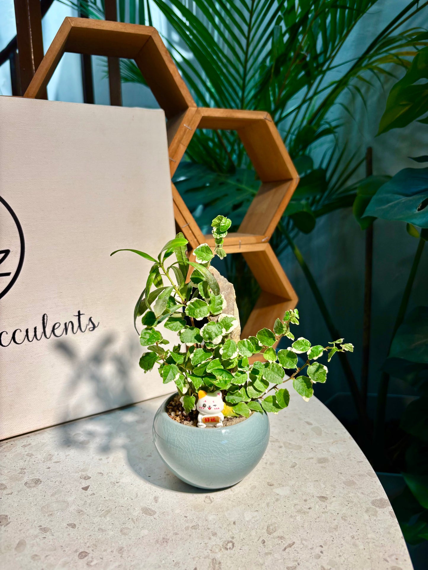 Ficus Pumila & Podocarpus Seedlings Arrangement in Ceramic Pot π»