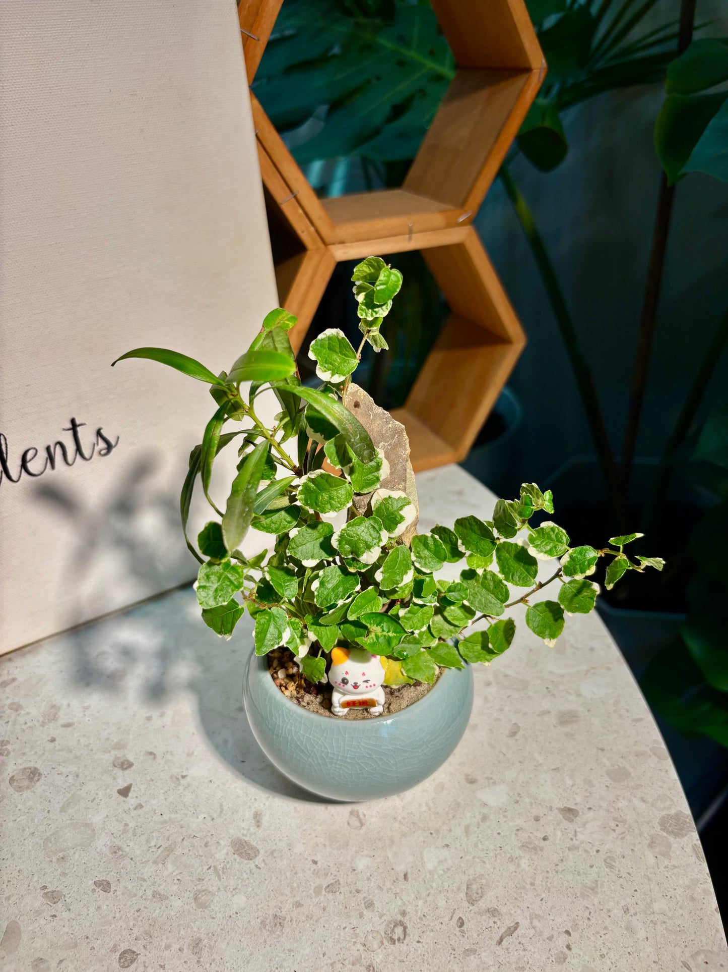 Ficus Pumila & Podocarpus Seedlings Arrangement in Ceramic Pot π»