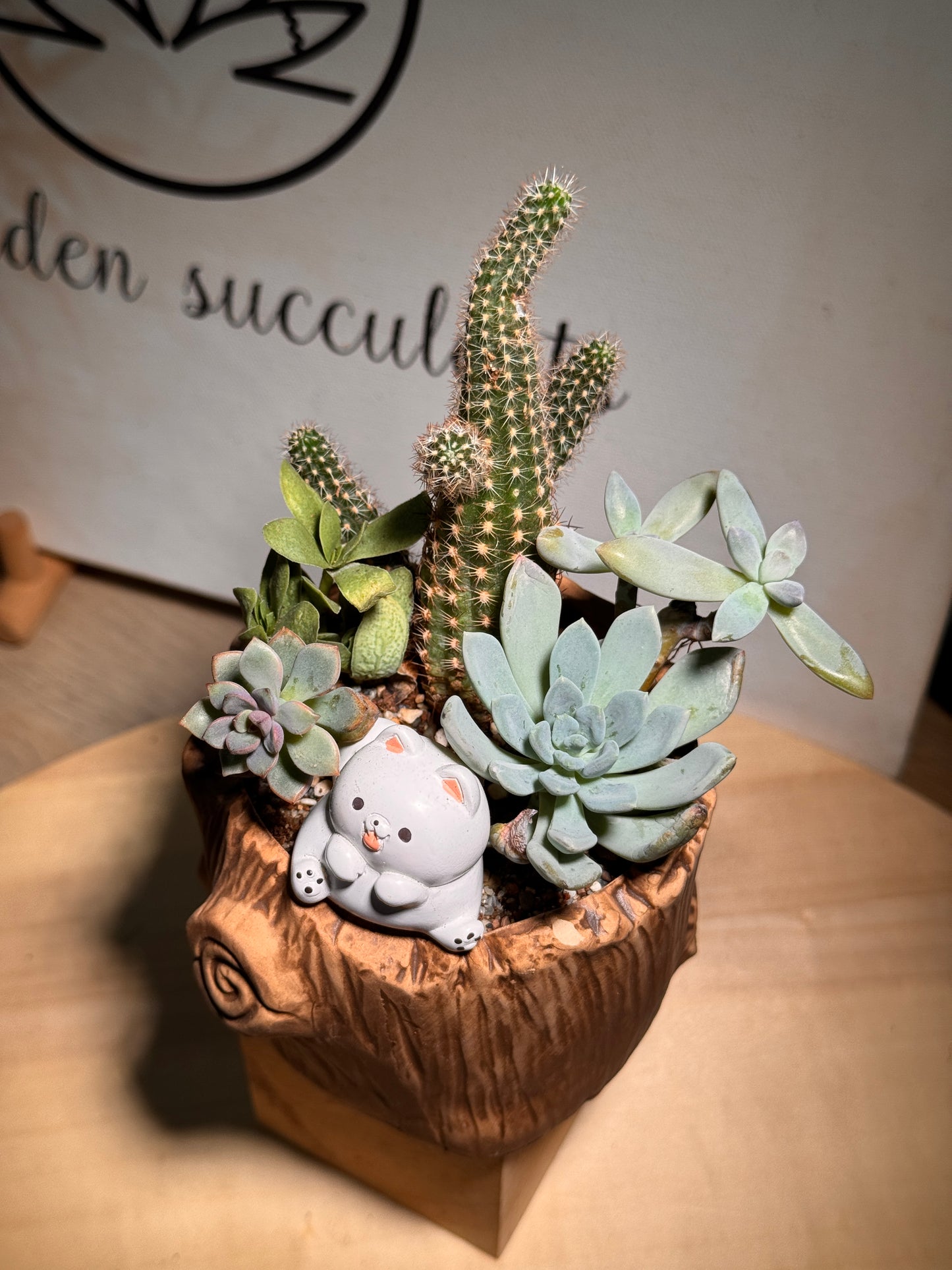Desert Mini Garden Succulent Arrangement