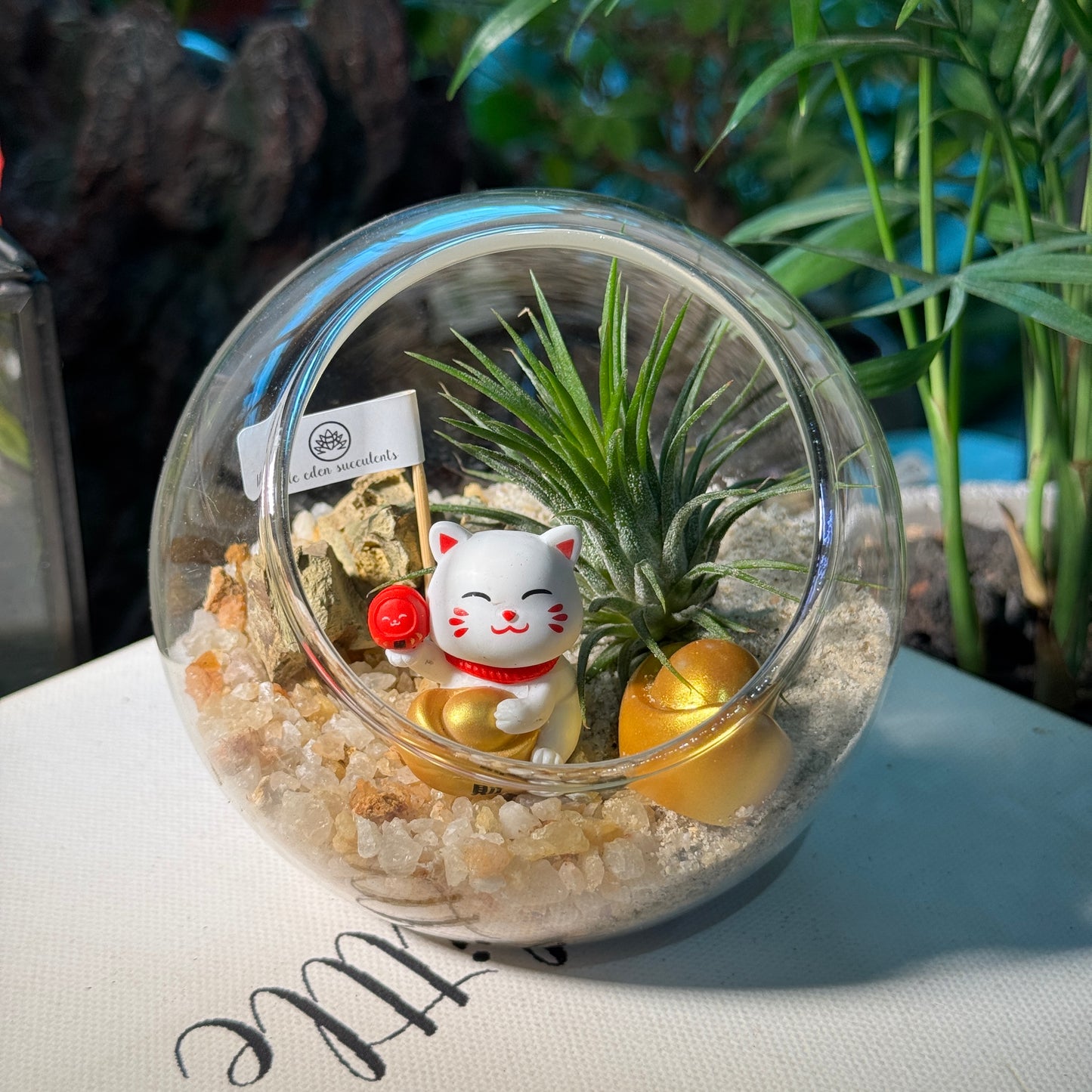 Airplant in Round Glass