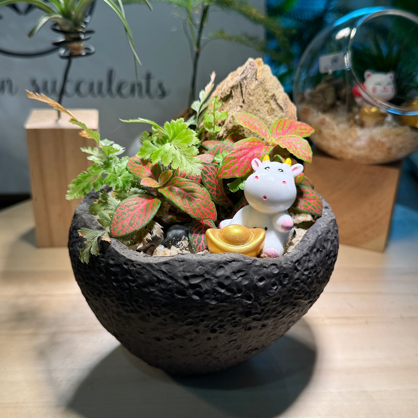 Fittonia and Fern Arrangement in Zen Black Pot