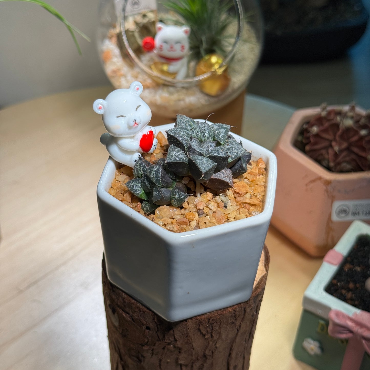 Harwothia in White Ceramic Pot