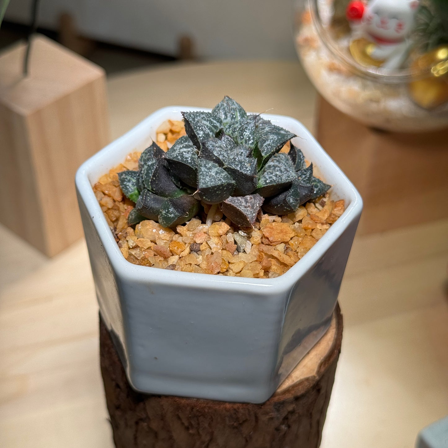 Harwothia in White Ceramic Pot