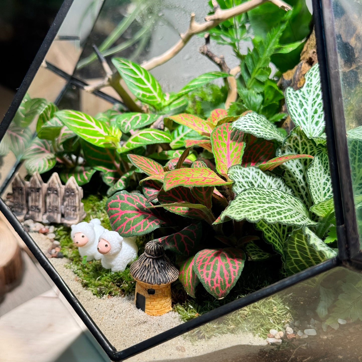 Fittonia & Fern with Moss Arrangement in Diamond Glass Terrarium (L)