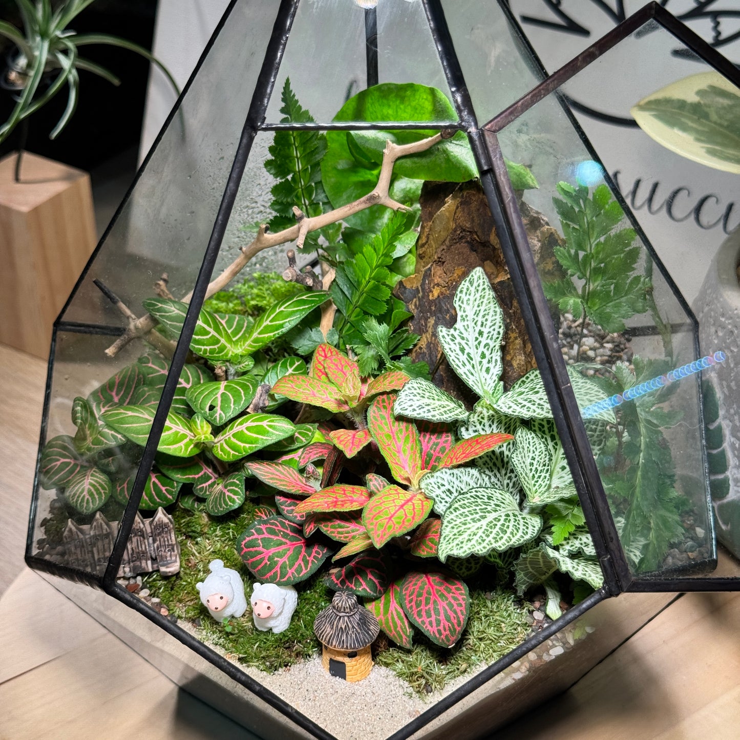 Fittonia & Fern with Moss Arrangement in Diamond Glass Terrarium (L)