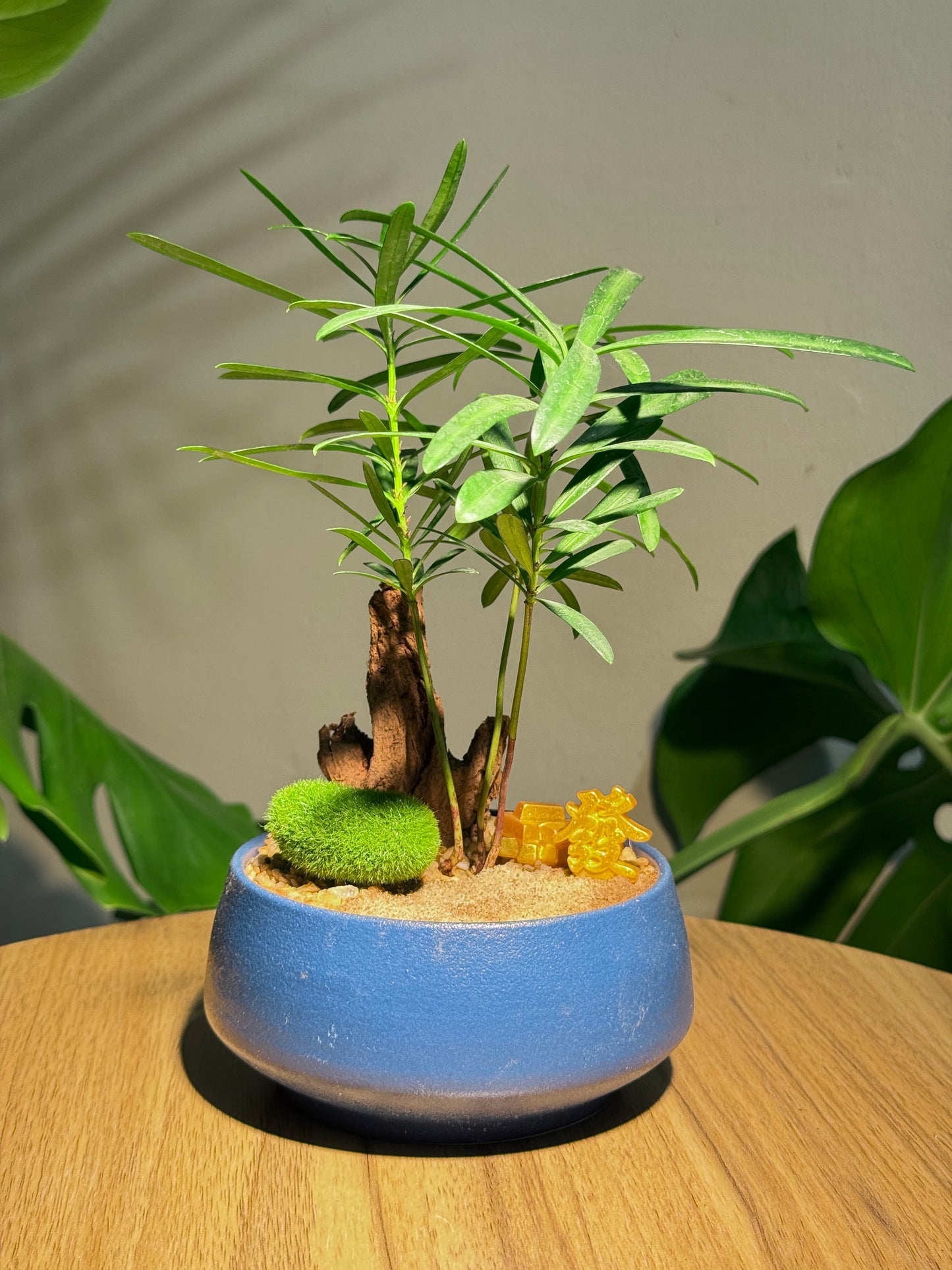 Podocarpus in Round Sea Blue Ceramic Pot