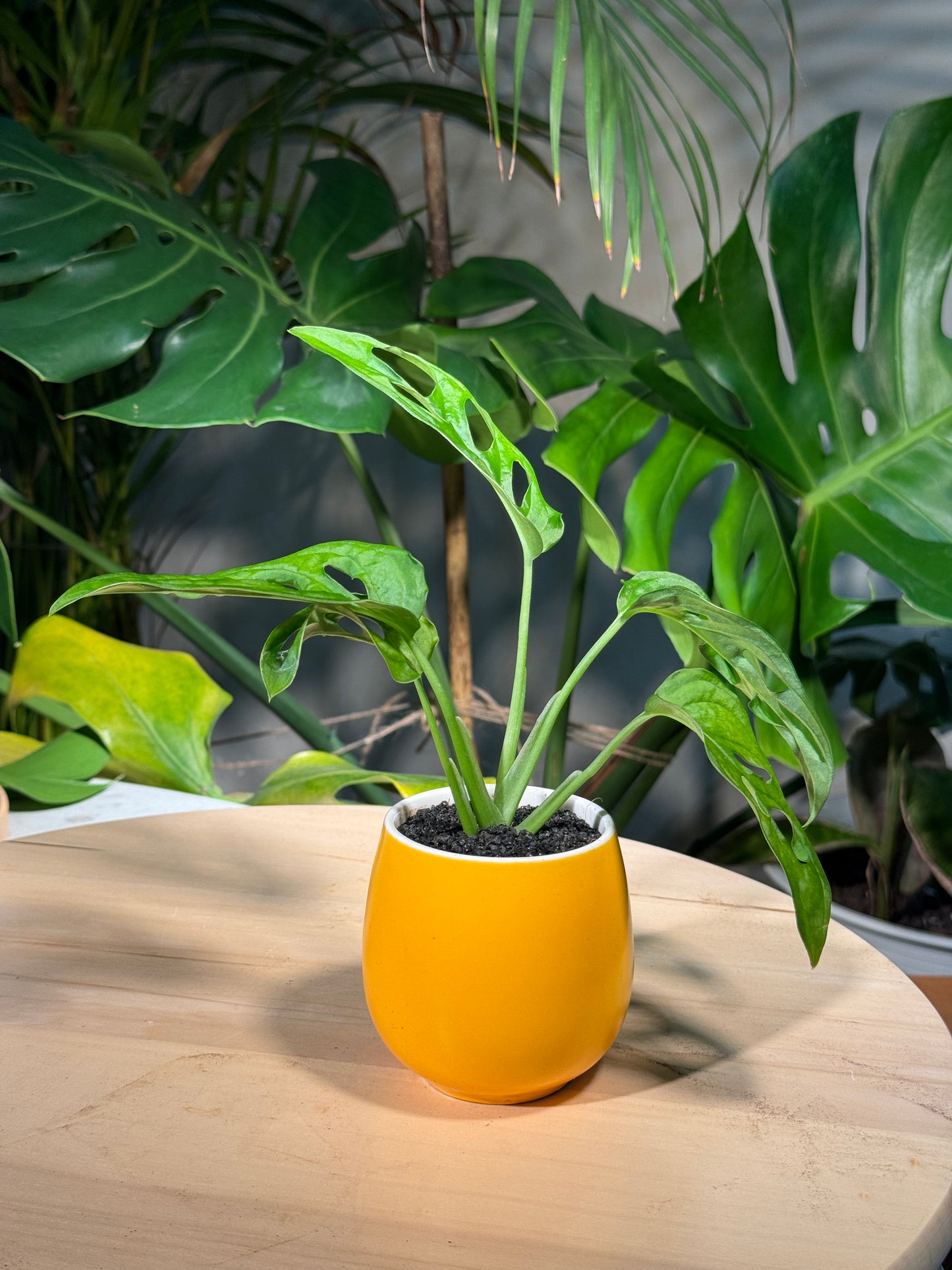 Monstera deliciosa in Yellow Ceramic Pot