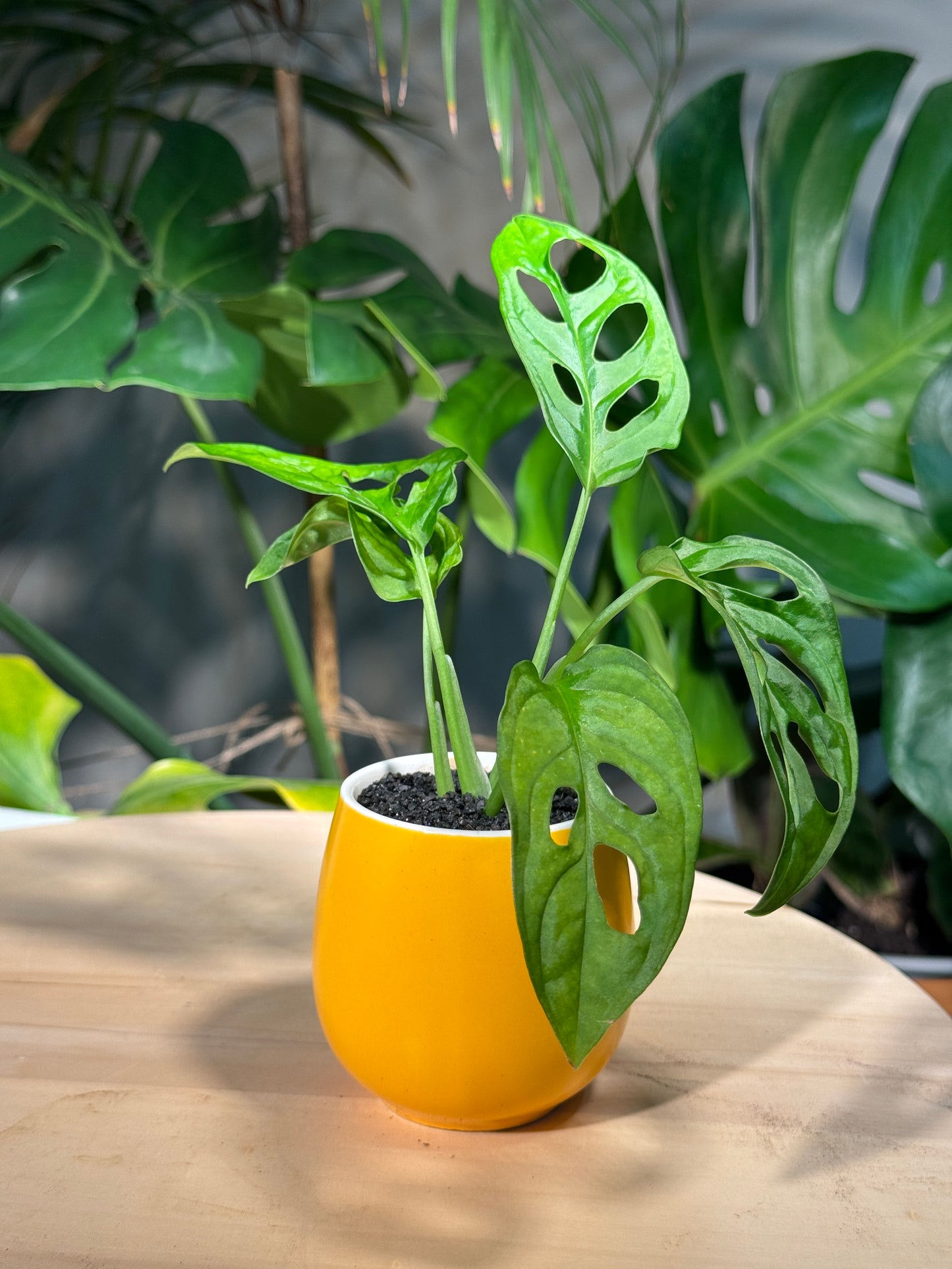 Monstera deliciosa in Yellow Ceramic Pot