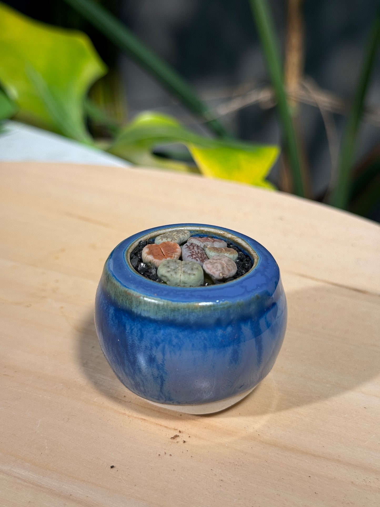 Lithops in Blue Ceramic Pot
