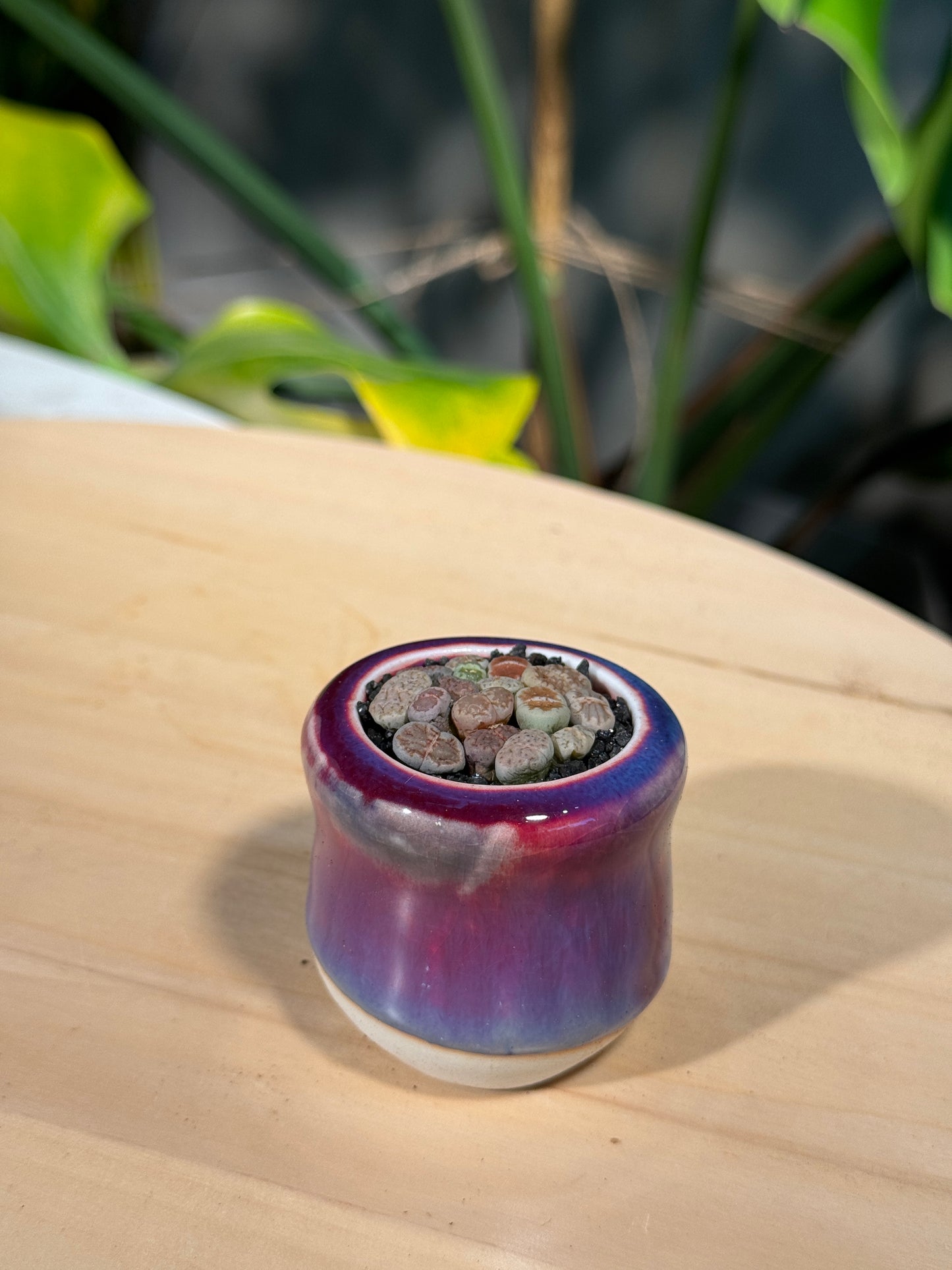 Lithops in Purple Ceramic Pot