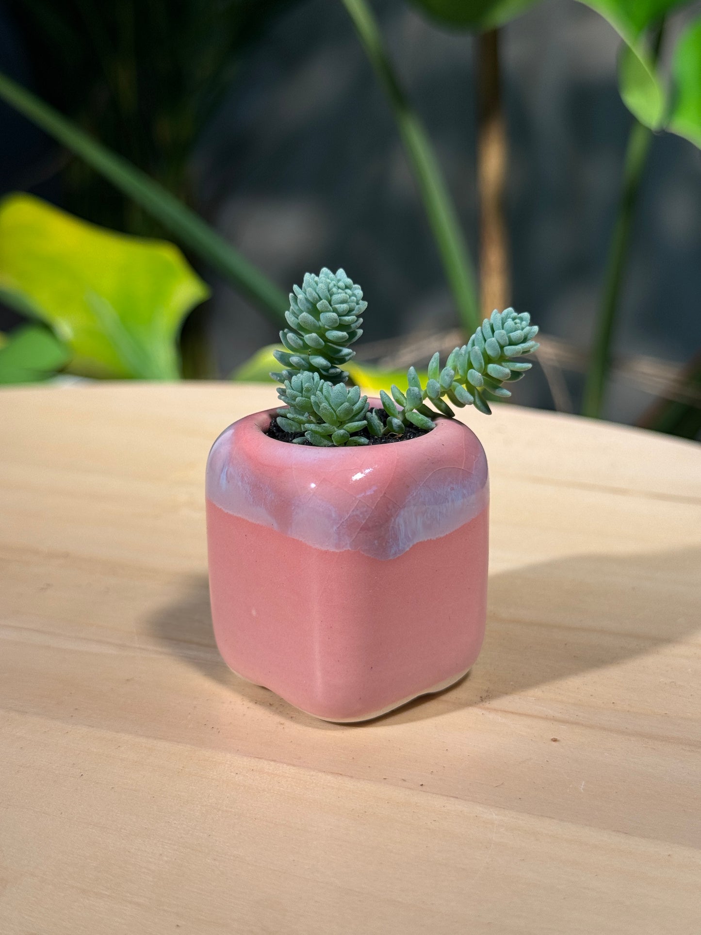 Sedum Collection in Pink Ceramic Pot