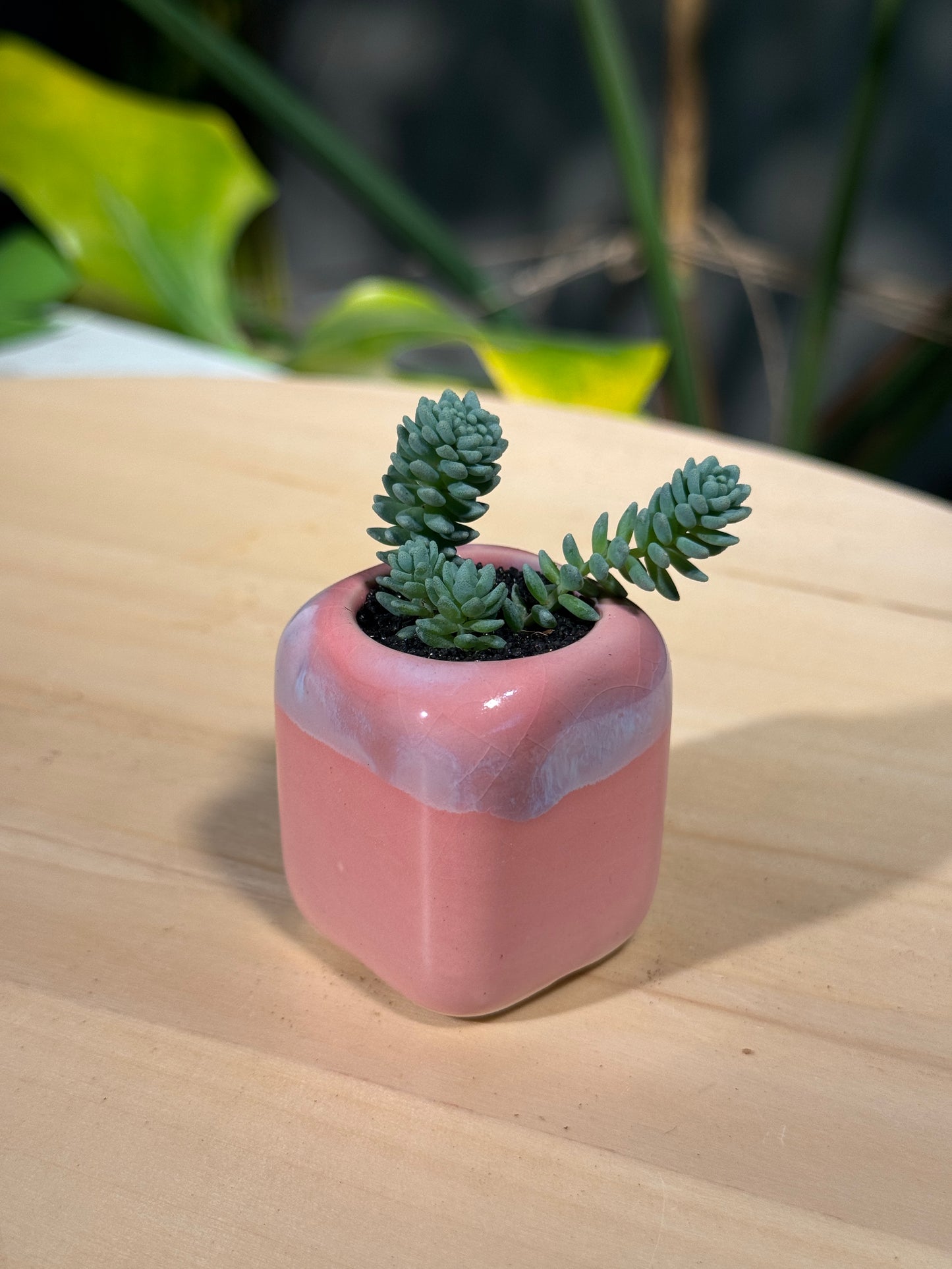 Sedum Collection in Pink Ceramic Pot