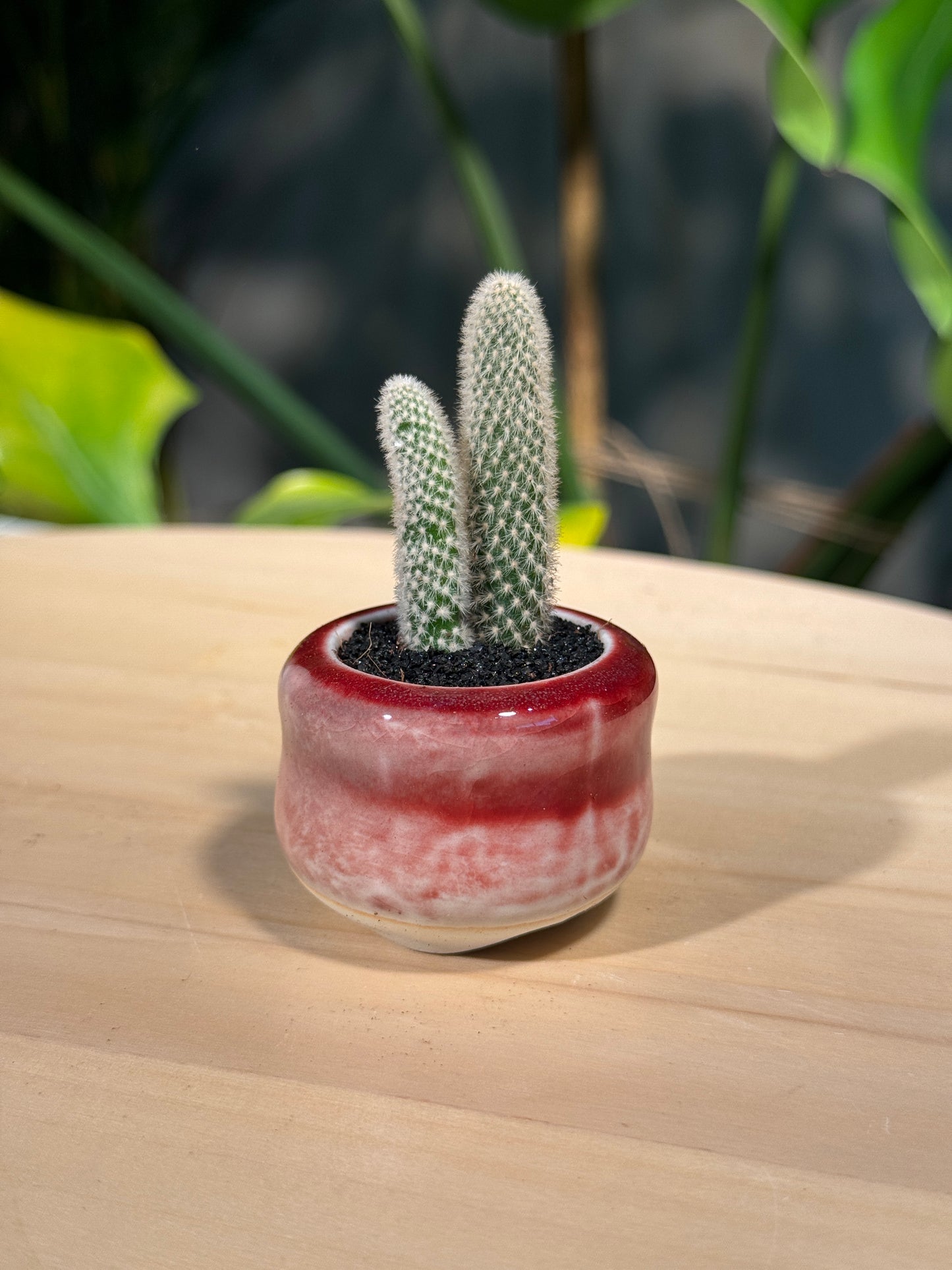 Cactus Collection in Pink Ceramic Pot