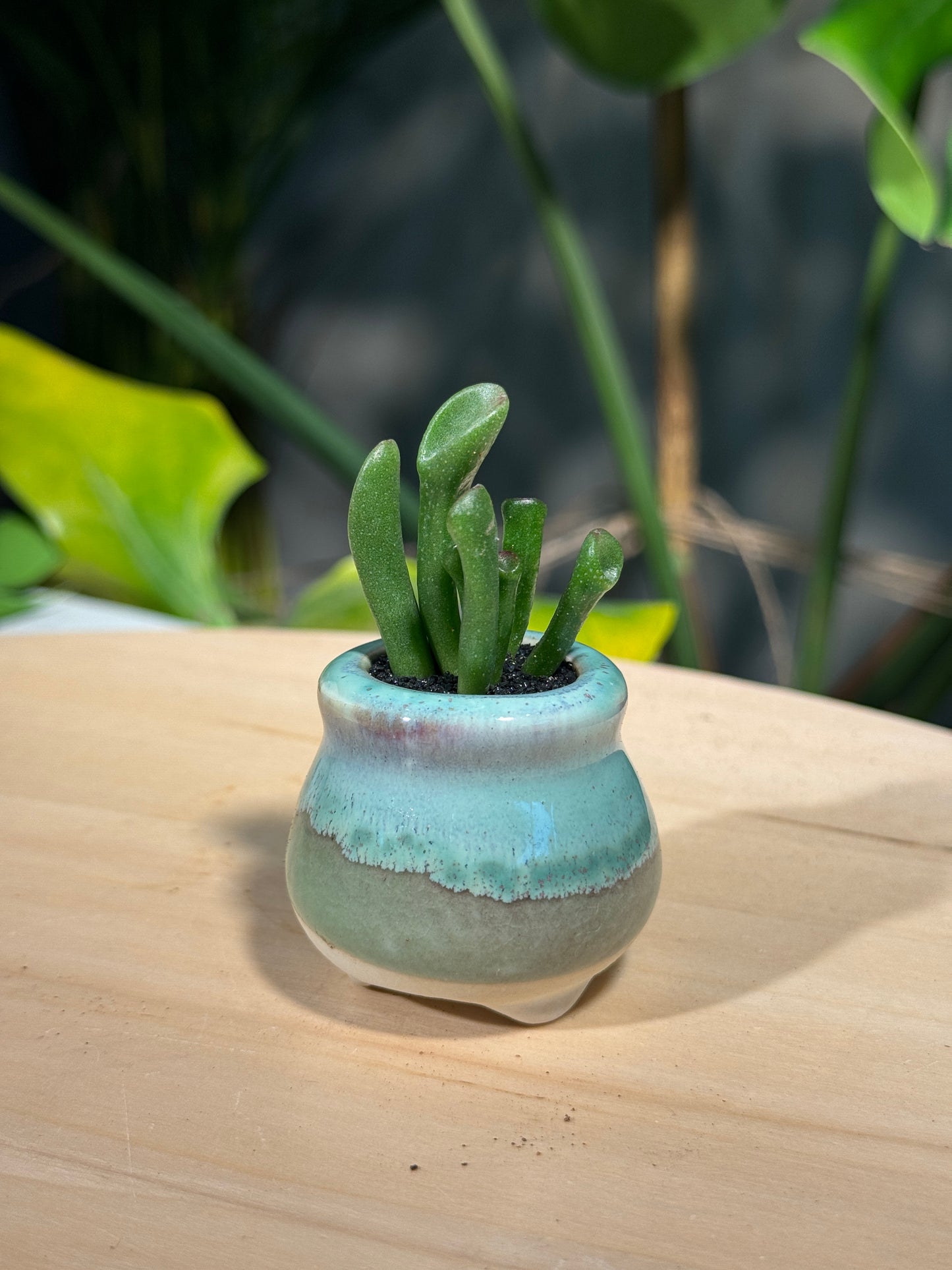 Crassula Ovata in Green Ceramic Pot