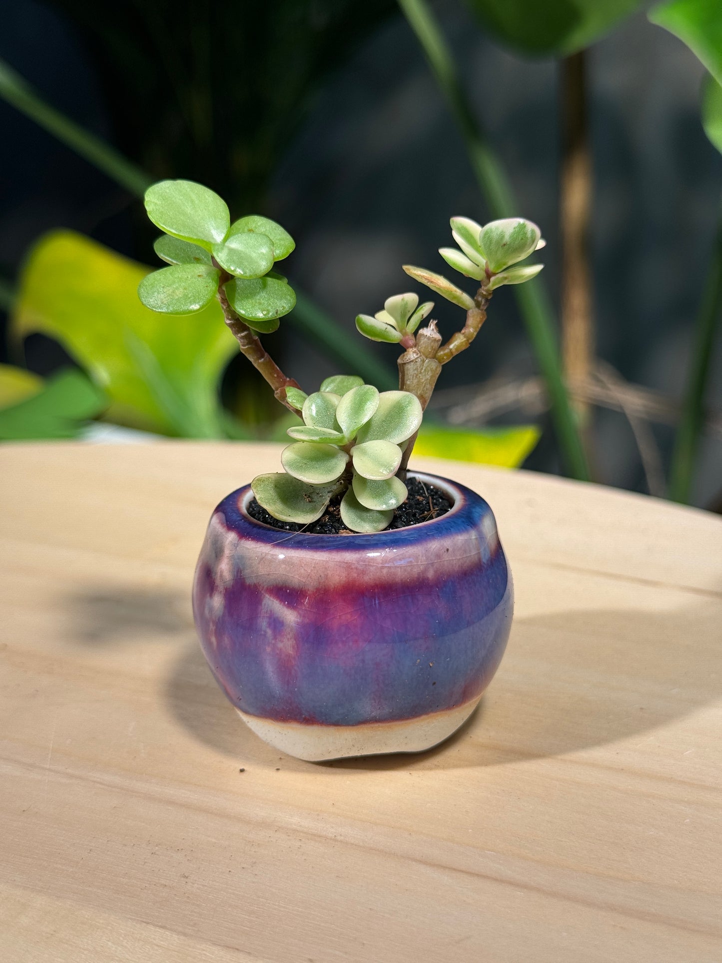 Protulacaria in Purple Ceramic Pot