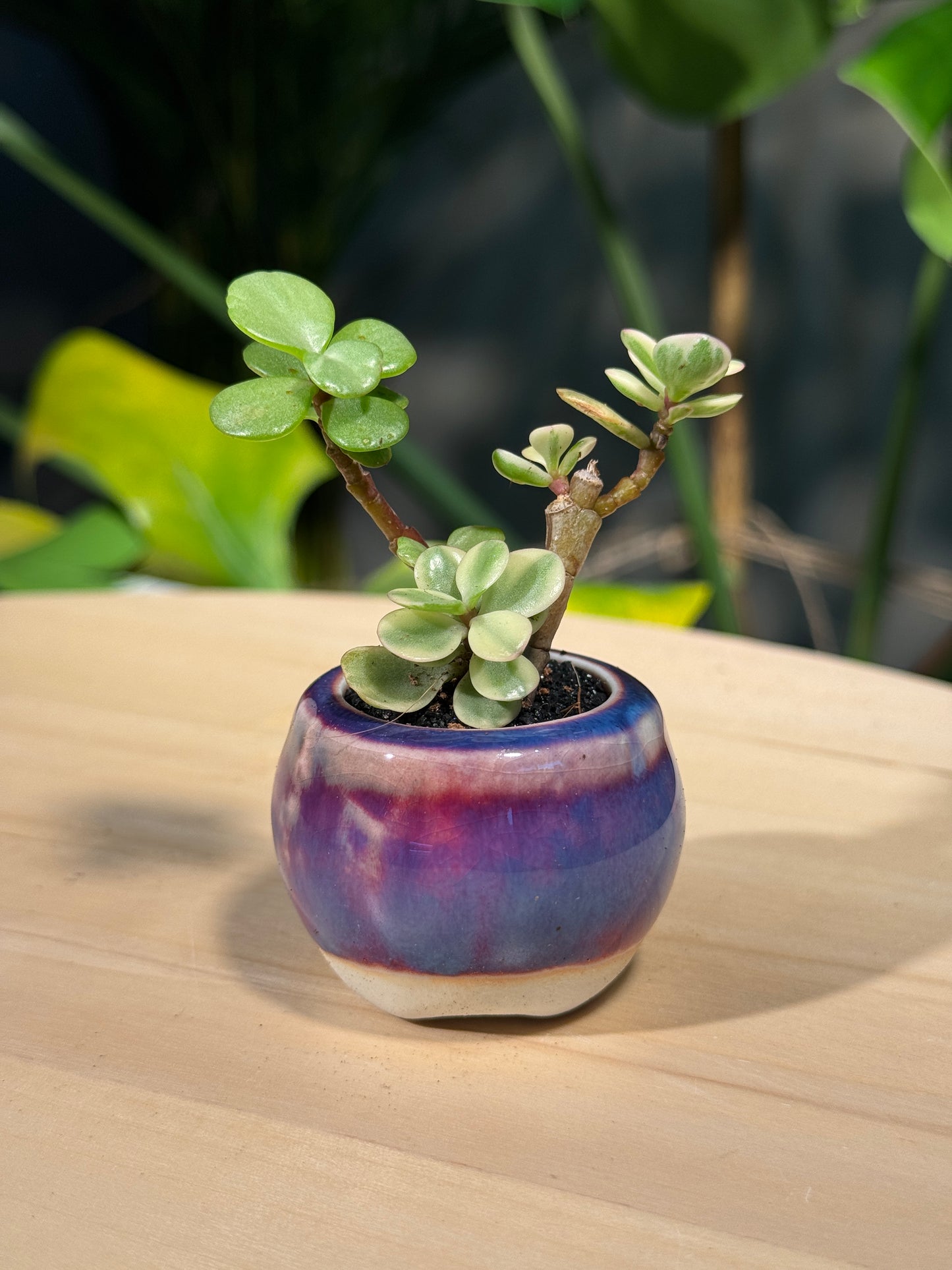 Protulacaria in Purple Ceramic Pot