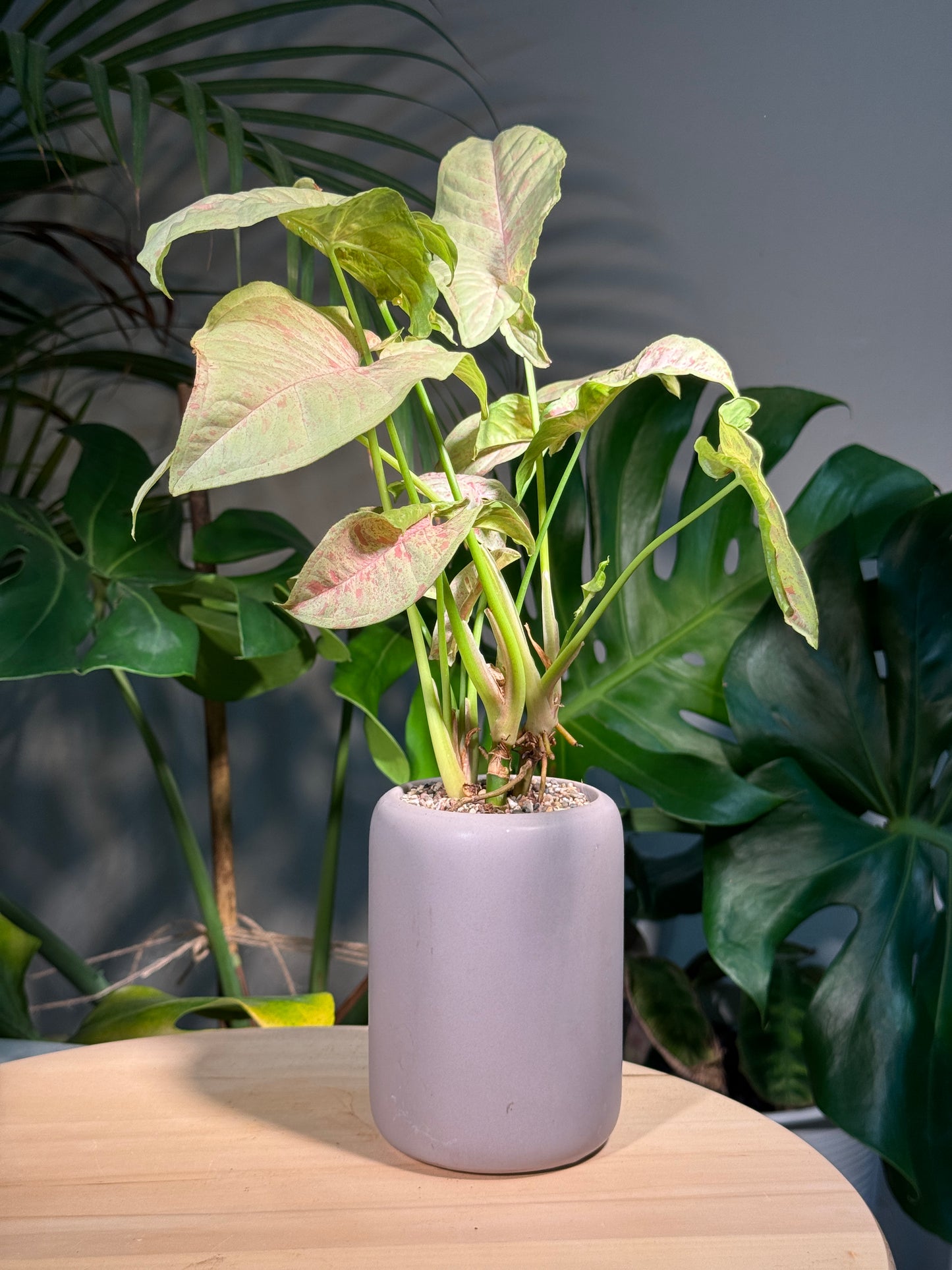 Syngonium Podophyllum Confetti Pink Dots in Grey Ceramic Designer Pot