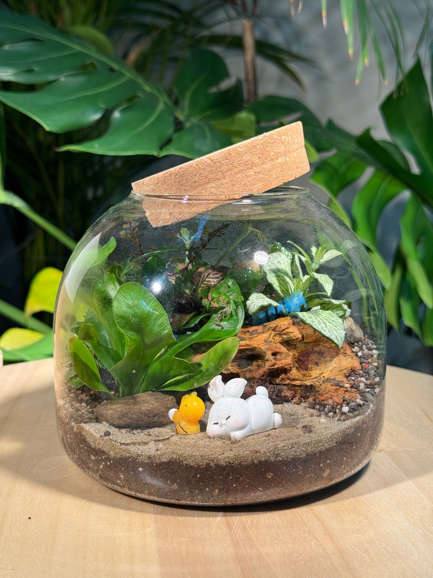 Fittonia and Fern Arrangement in Short Covered Jar Glass with Lid