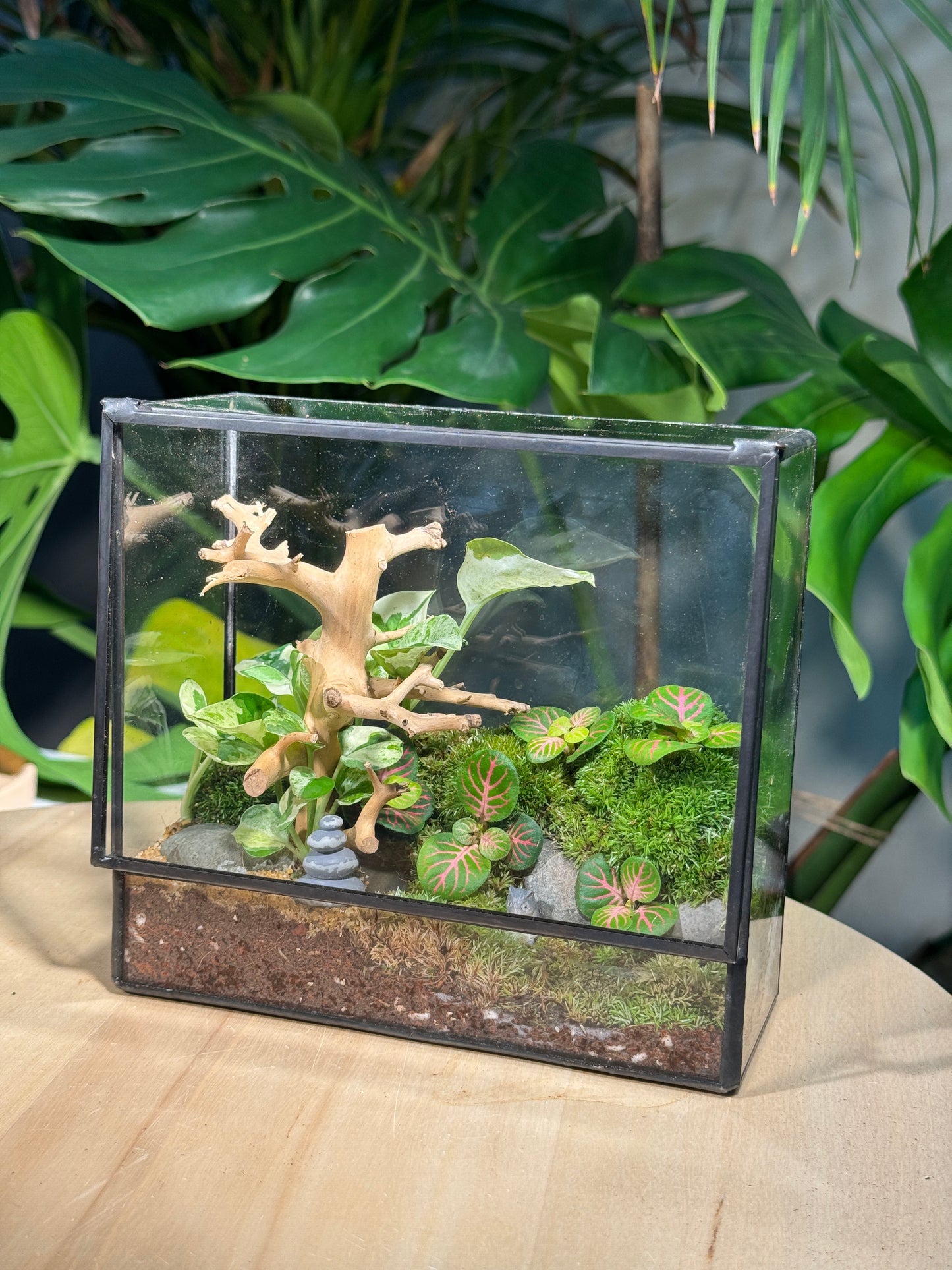 Zen Fittonia & Fern with Moss Arrangement in Top Hung Black Frame Rectangular Terrarium (S)