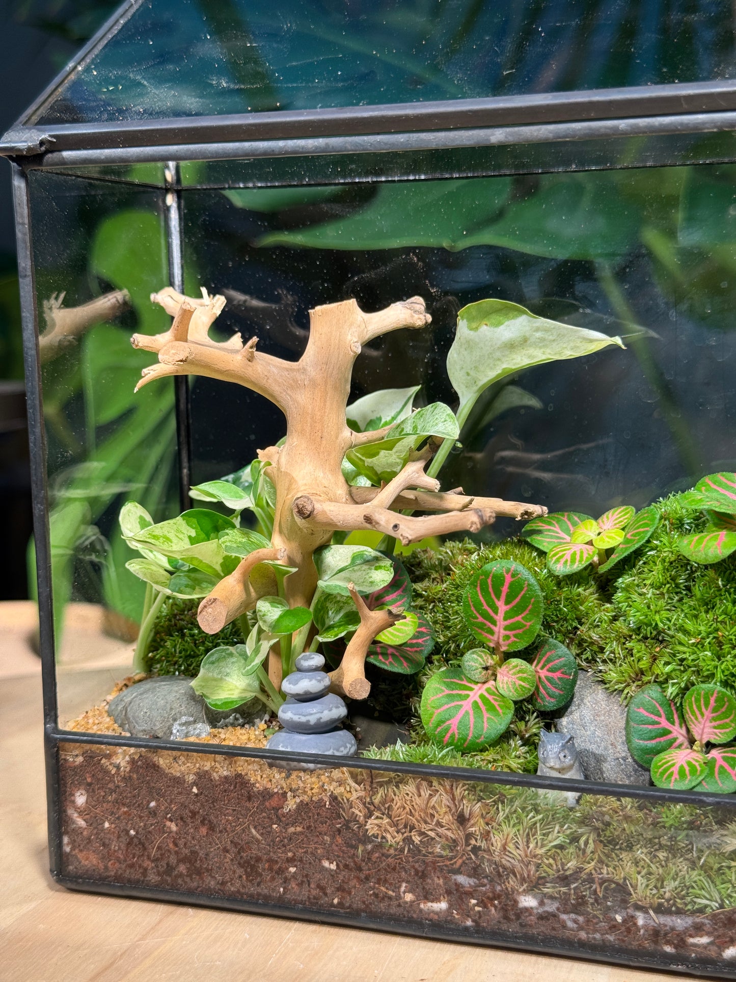 Zen Fittonia & Fern with Moss Arrangement in Top Hung Black Frame Rectangular Terrarium (S)