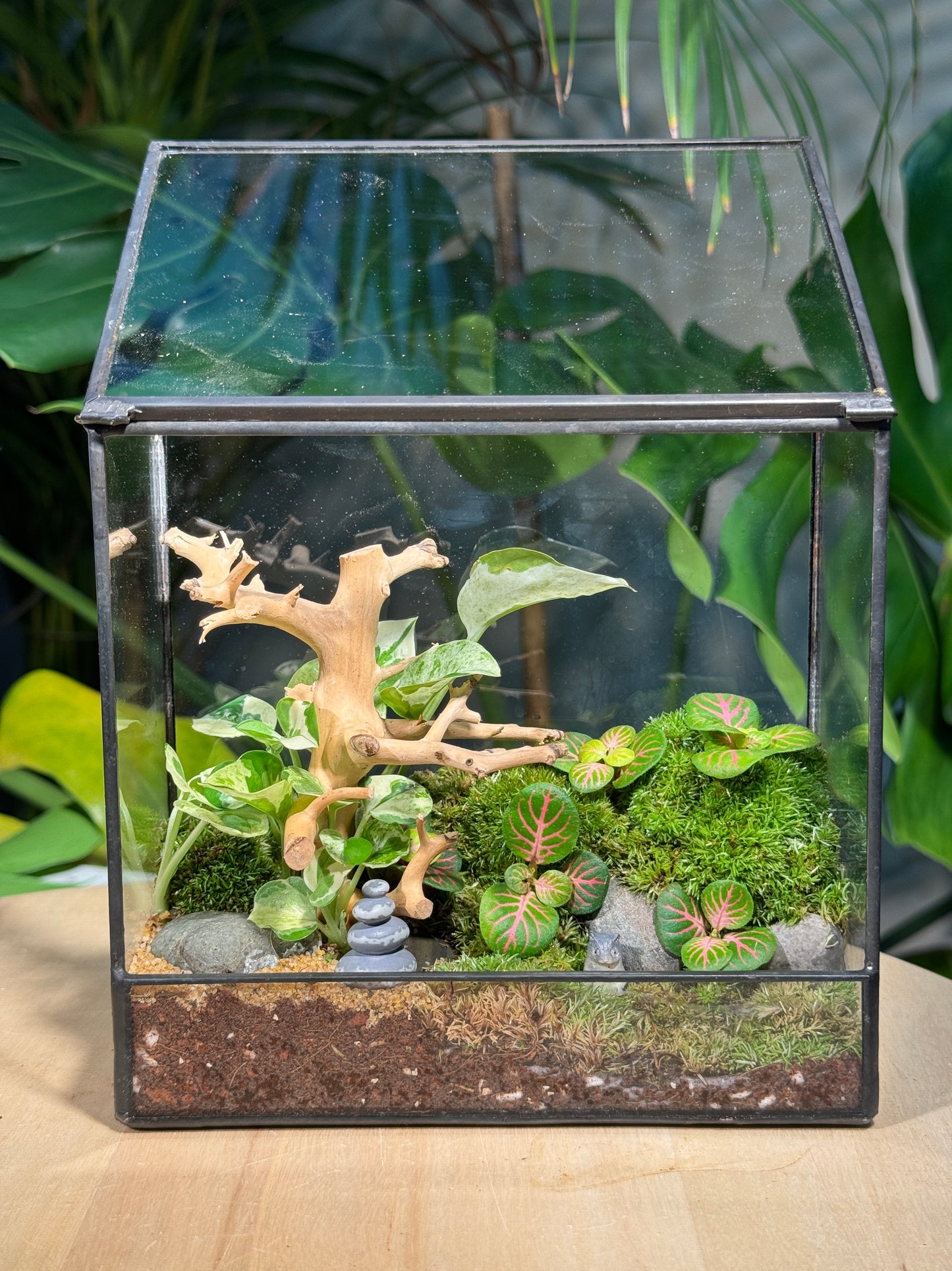 Zen Fittonia & Fern with Moss Arrangement in Top Hung Black Frame Rectangular Terrarium (S)