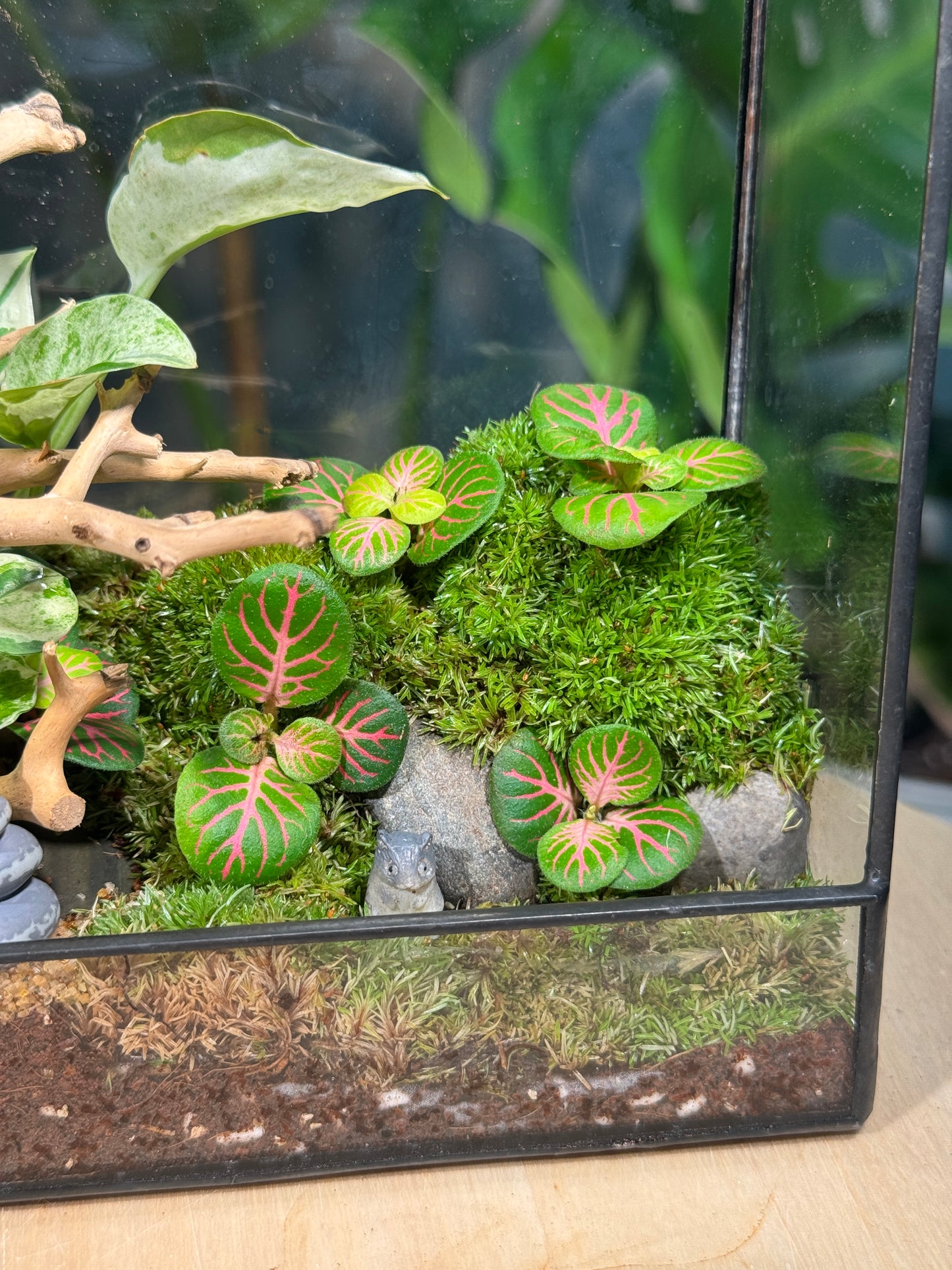Zen Fittonia & Fern with Moss Arrangement in Top Hung Black Frame Rectangular Terrarium (S)