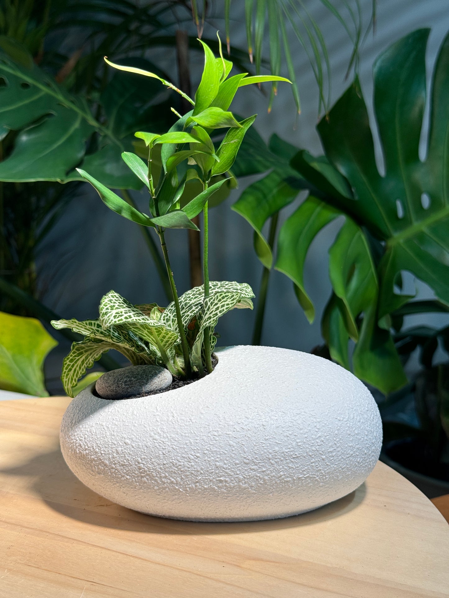 Nageia Nagi in White Zen Pebble Pot
