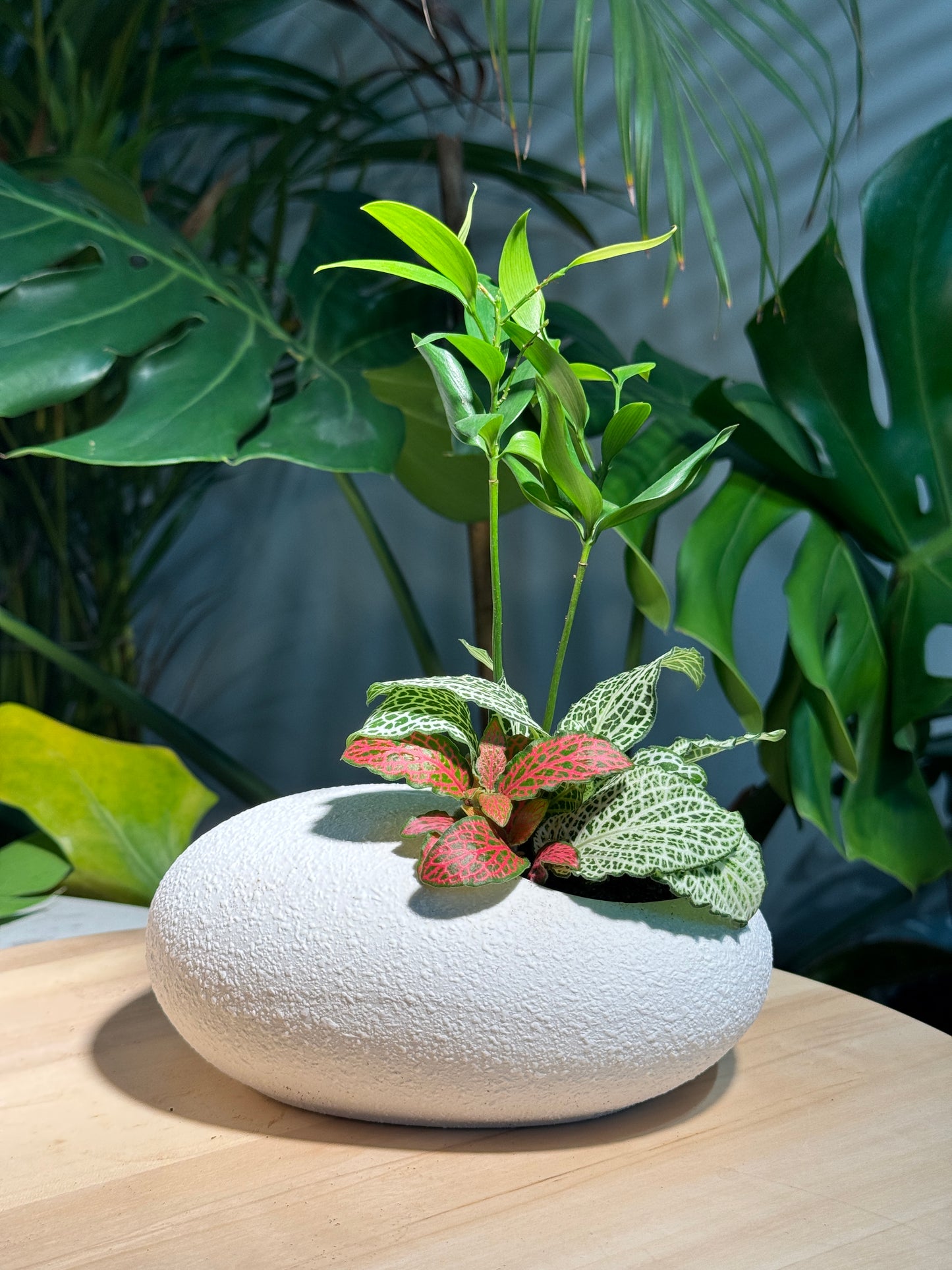 Nageia Nagi in White Zen Pebble Pot
