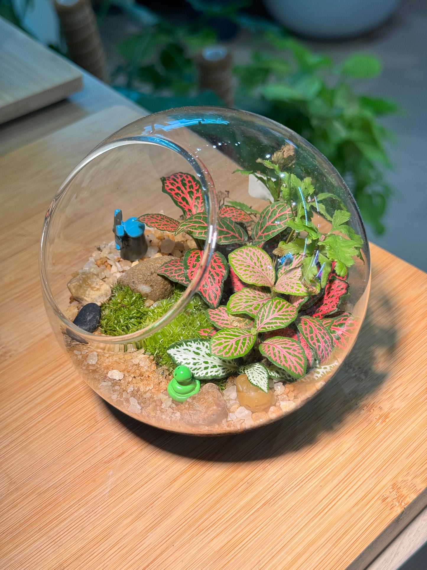 Fittonia and Fern with Moss Arrangement in Round Glass Terrarium (L)