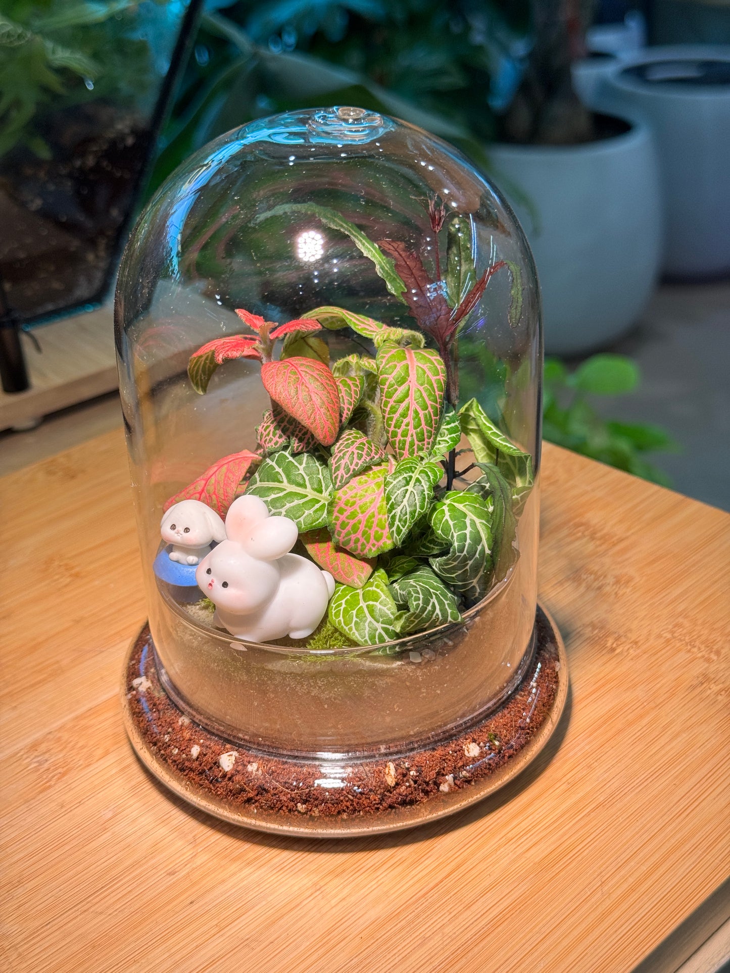 Fittonia and Moss Arrangement Bell Glass Indoor Plant Terrarium (S)